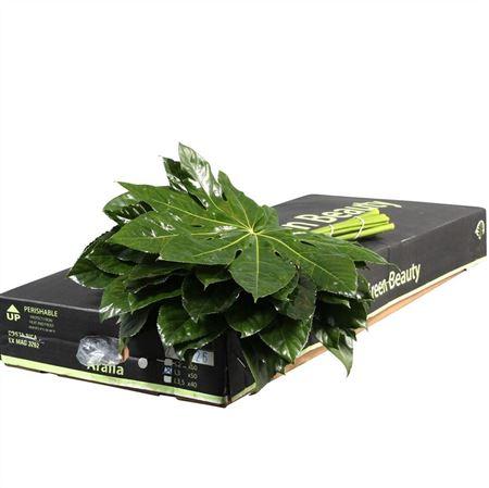Aralia Super 30cm