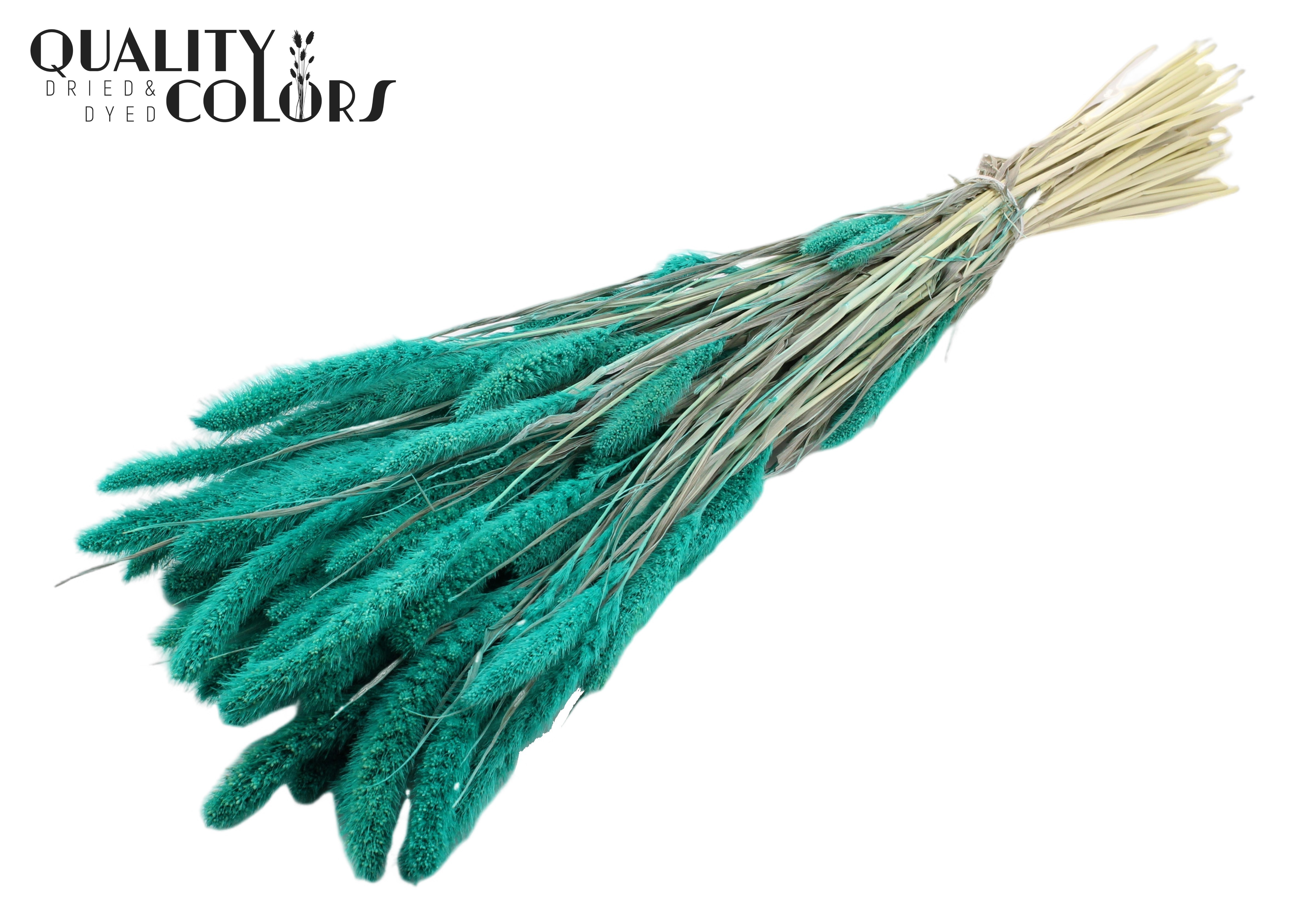 Setaria Intense Turquoise Per Bunch 70cm