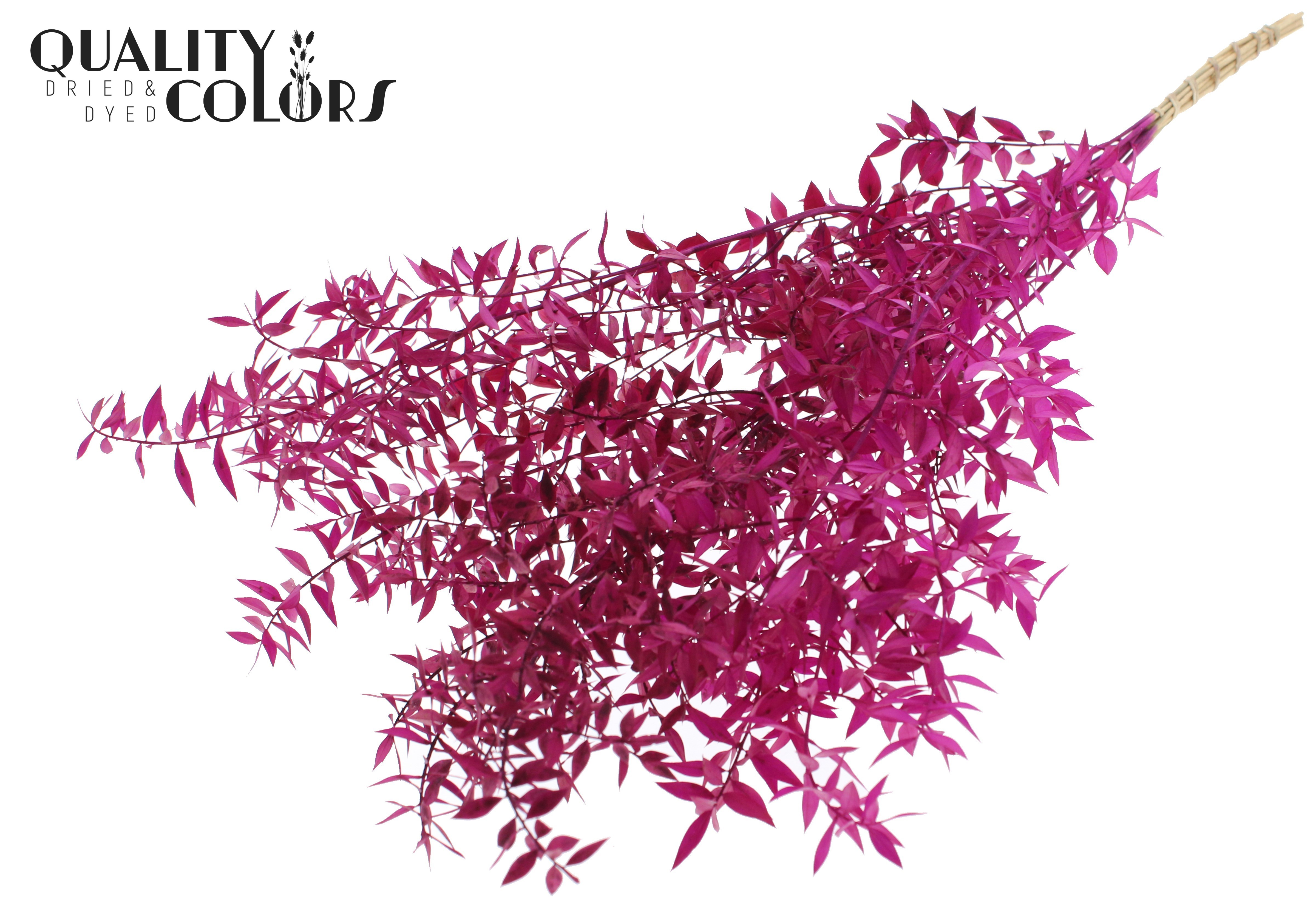 Ruscus Aculeatus Preserved Lila Per Bunch 70cm 1st
