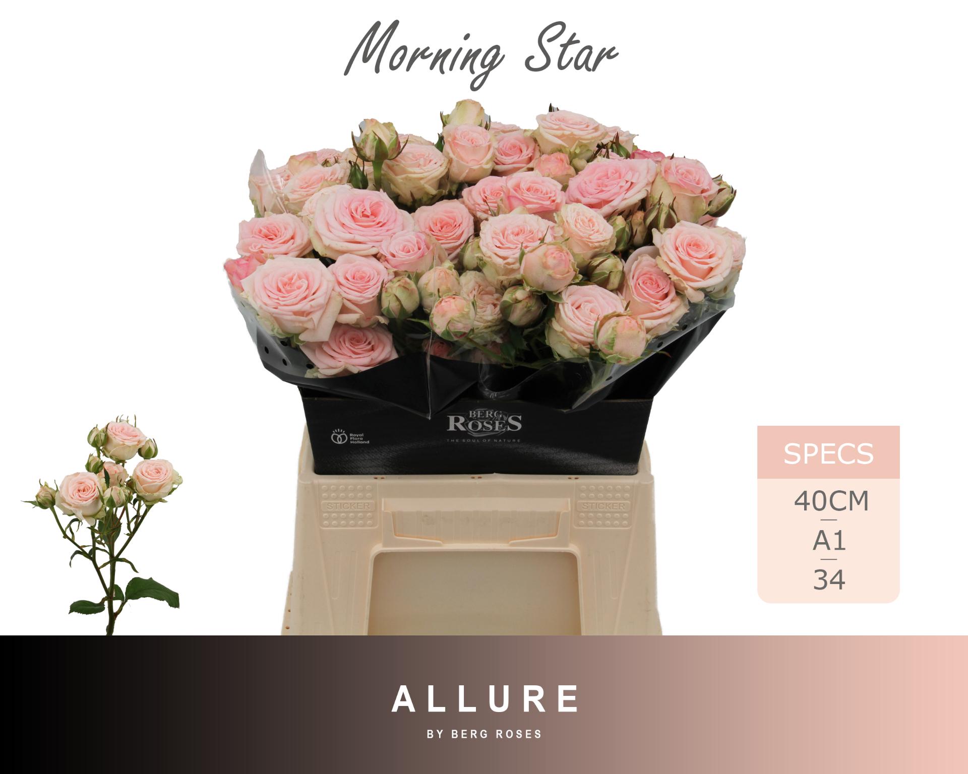 Rosa Spr Morning Star 40cm
