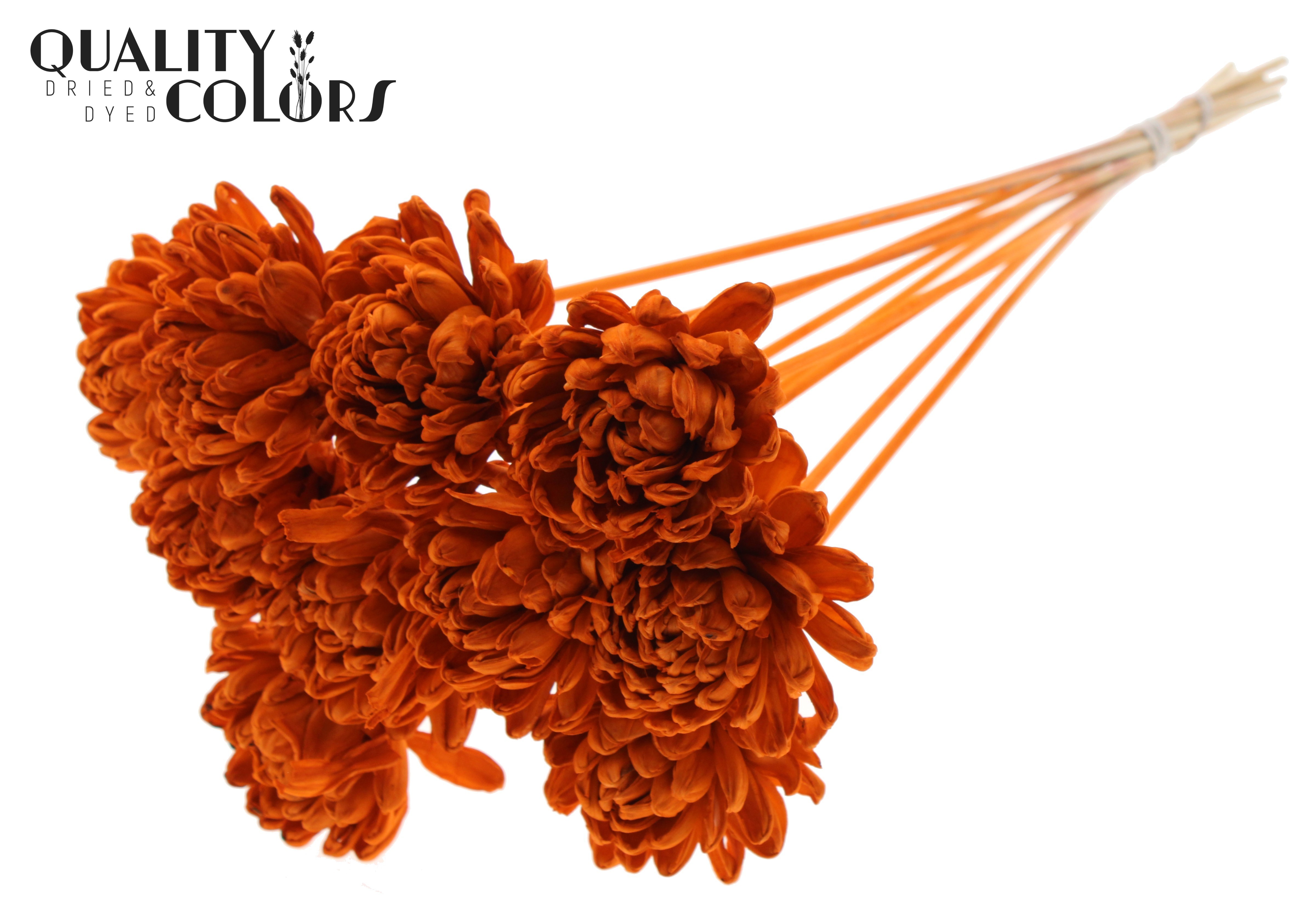 Shola Beauty Rose Orange 50cm