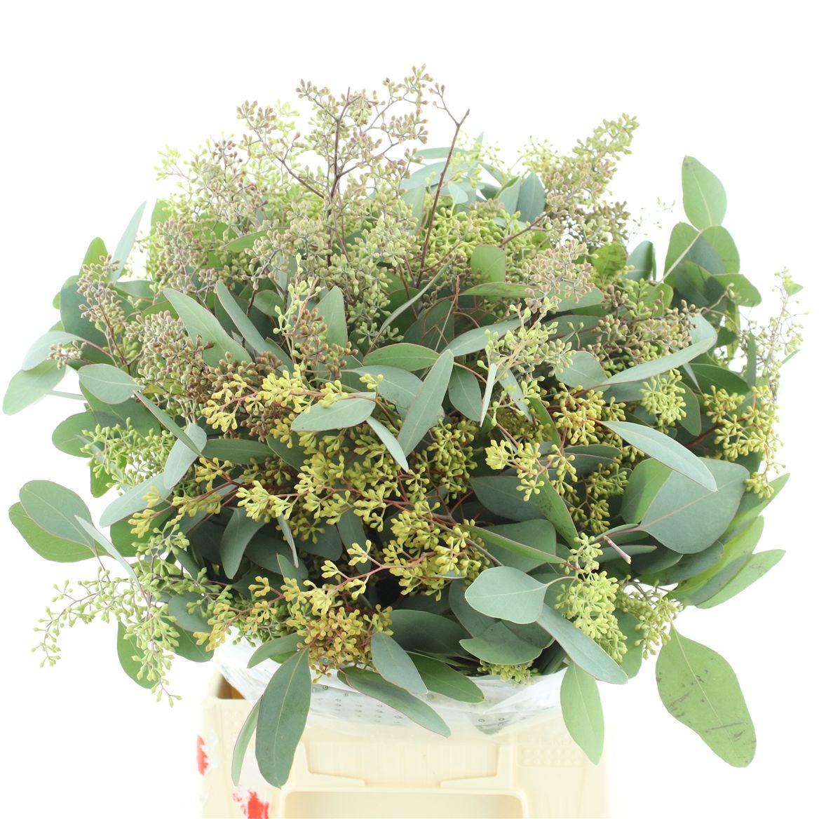 Euca Populus Berries Short 200grams