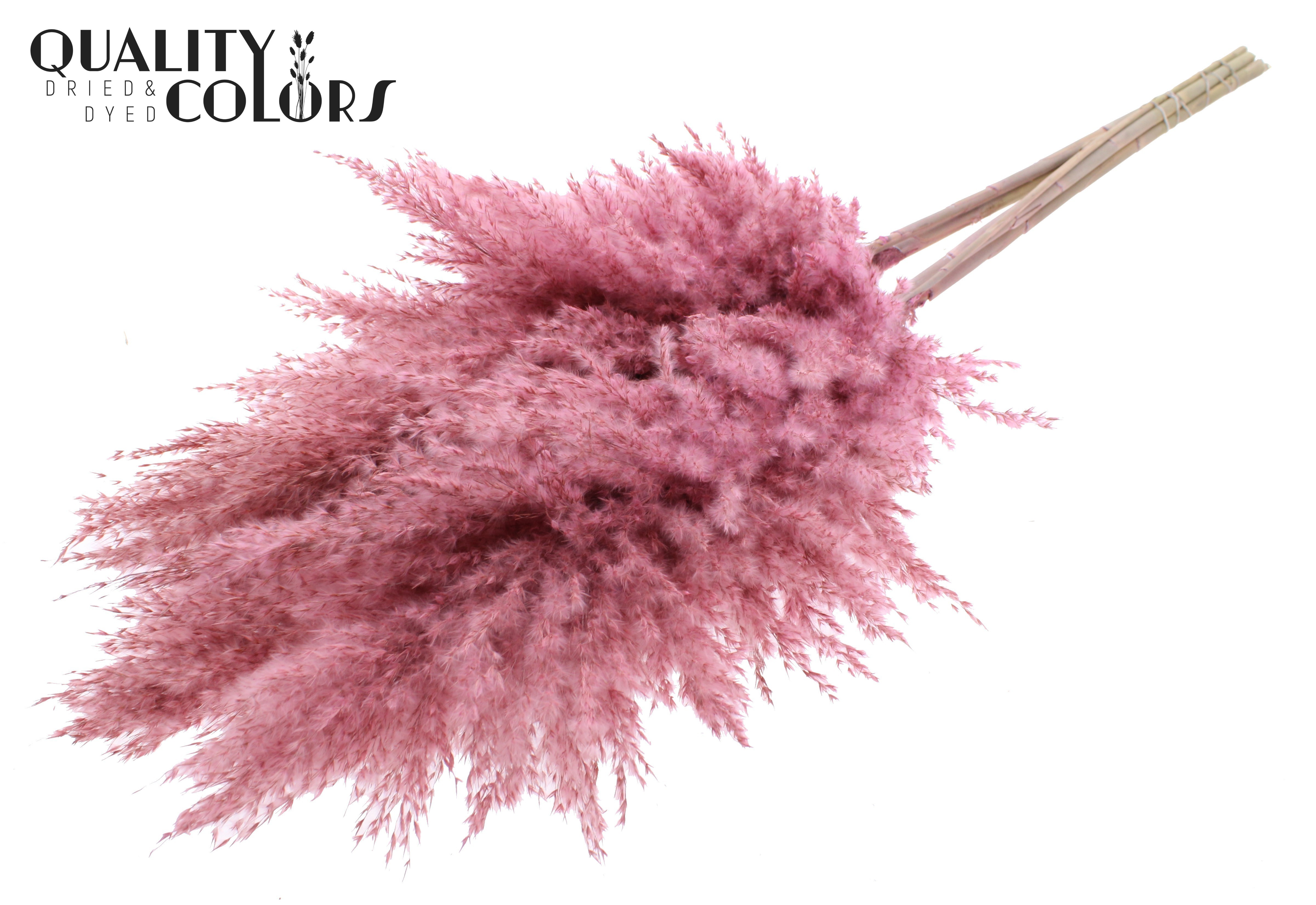 Pampas Grass Frosted Pink Per Bunch 100cm