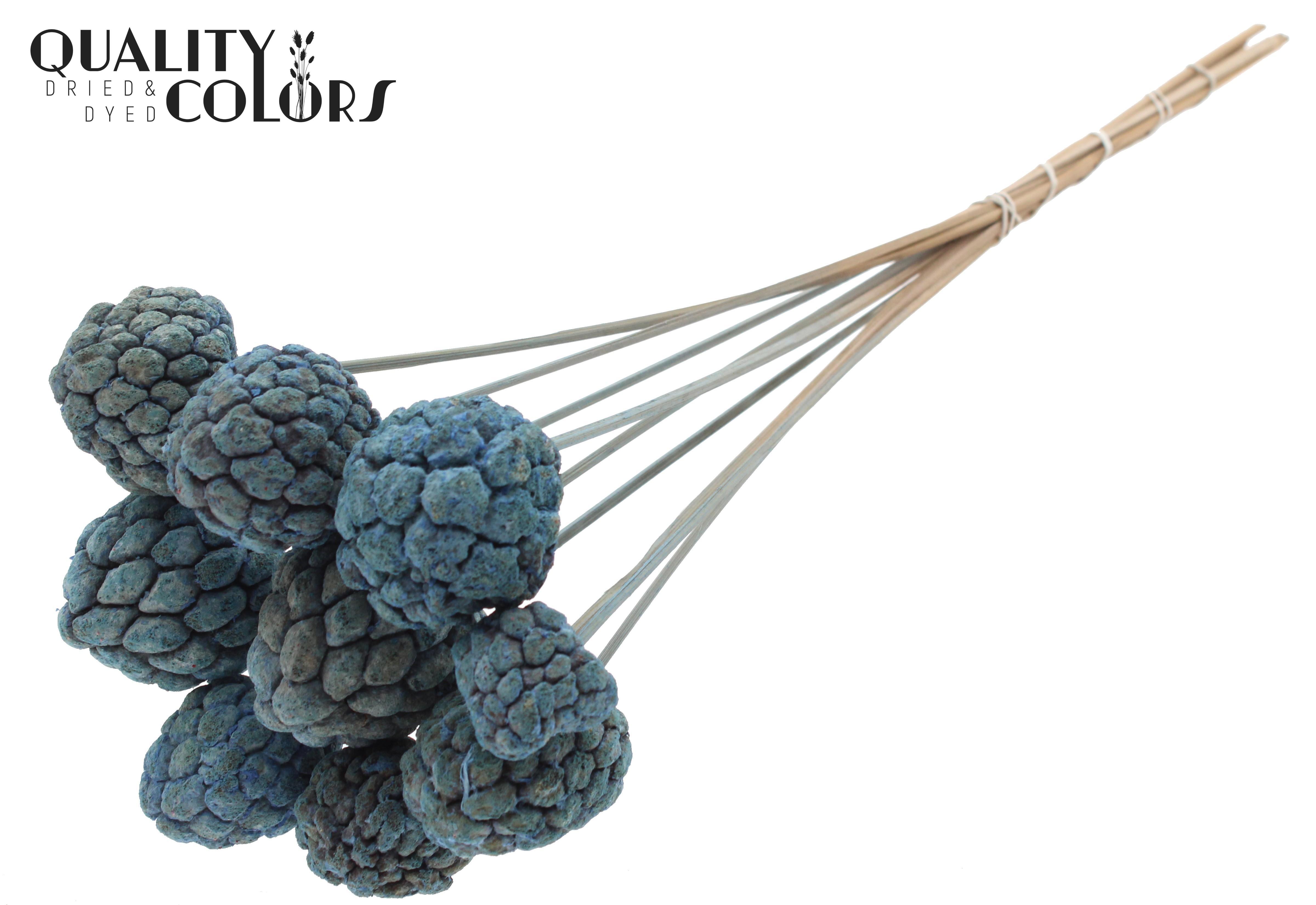 Atta Fruit Intense Frosted Light Blue 50cm