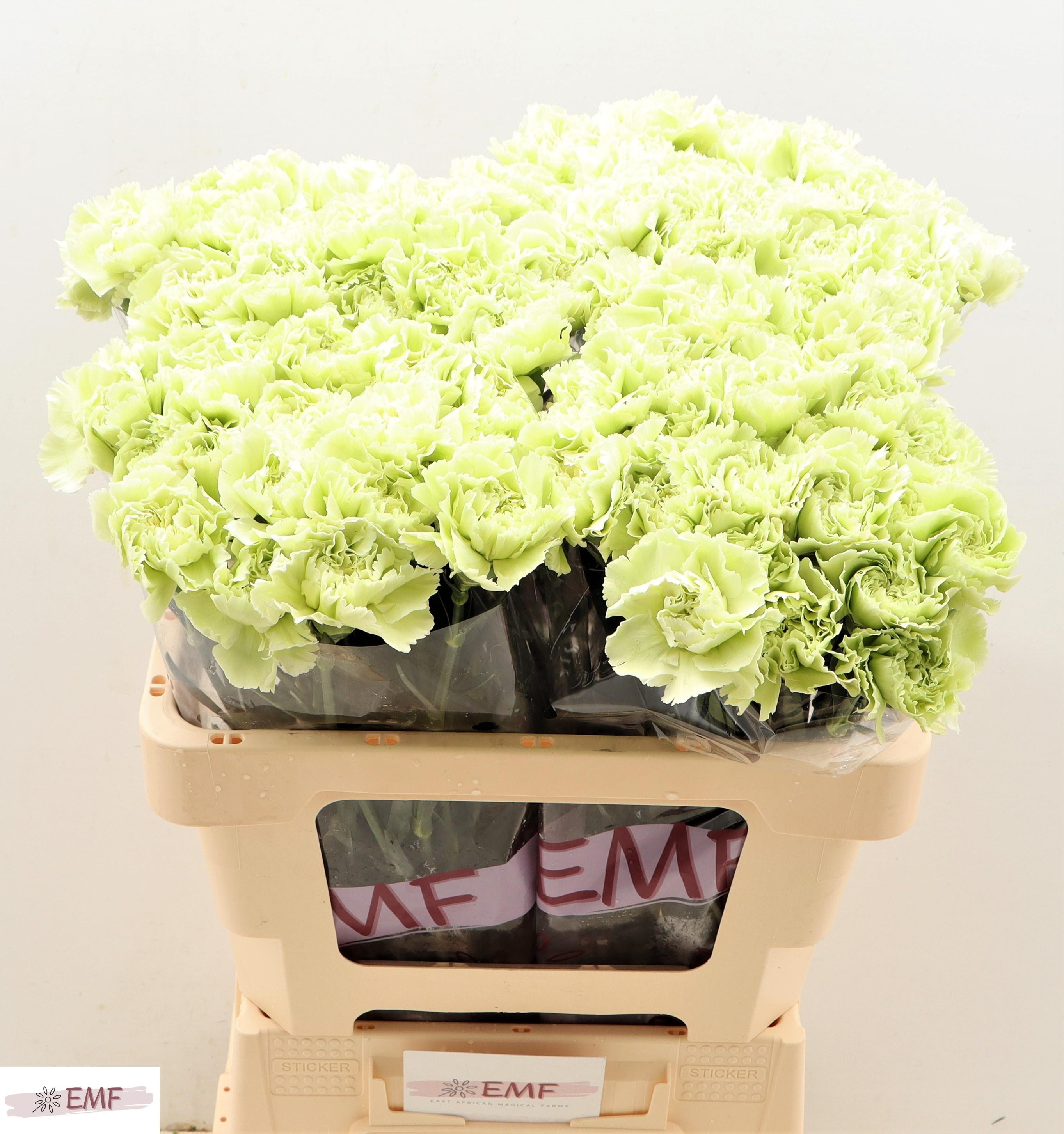 Dianthus Single Prado Mint 55cm