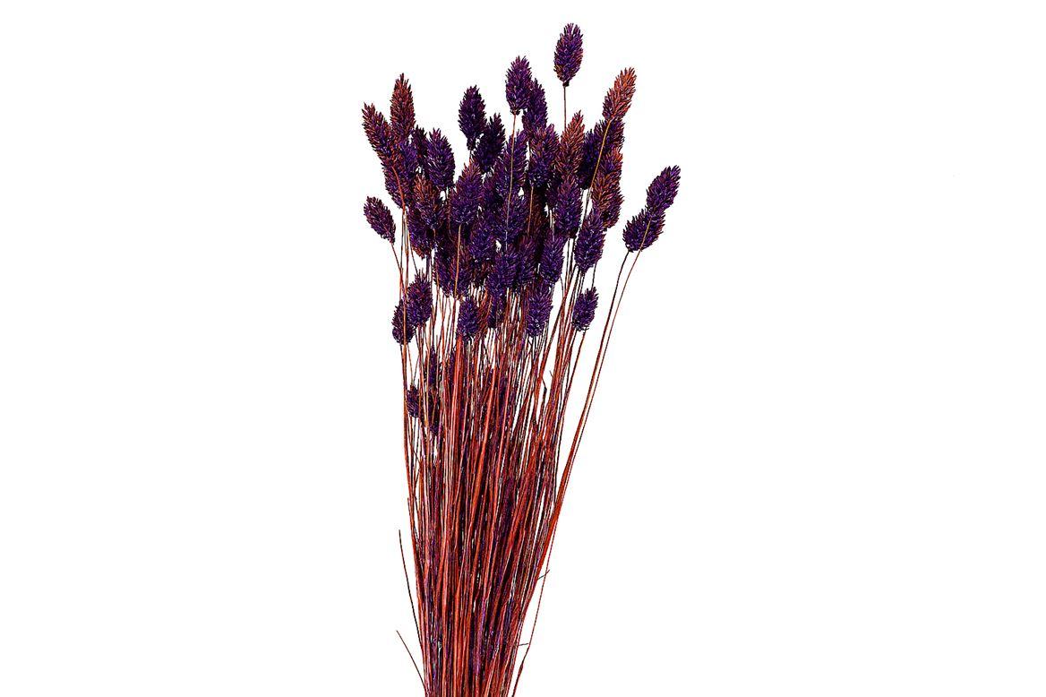 Dried Artz Phalaris Vermeer Bunch