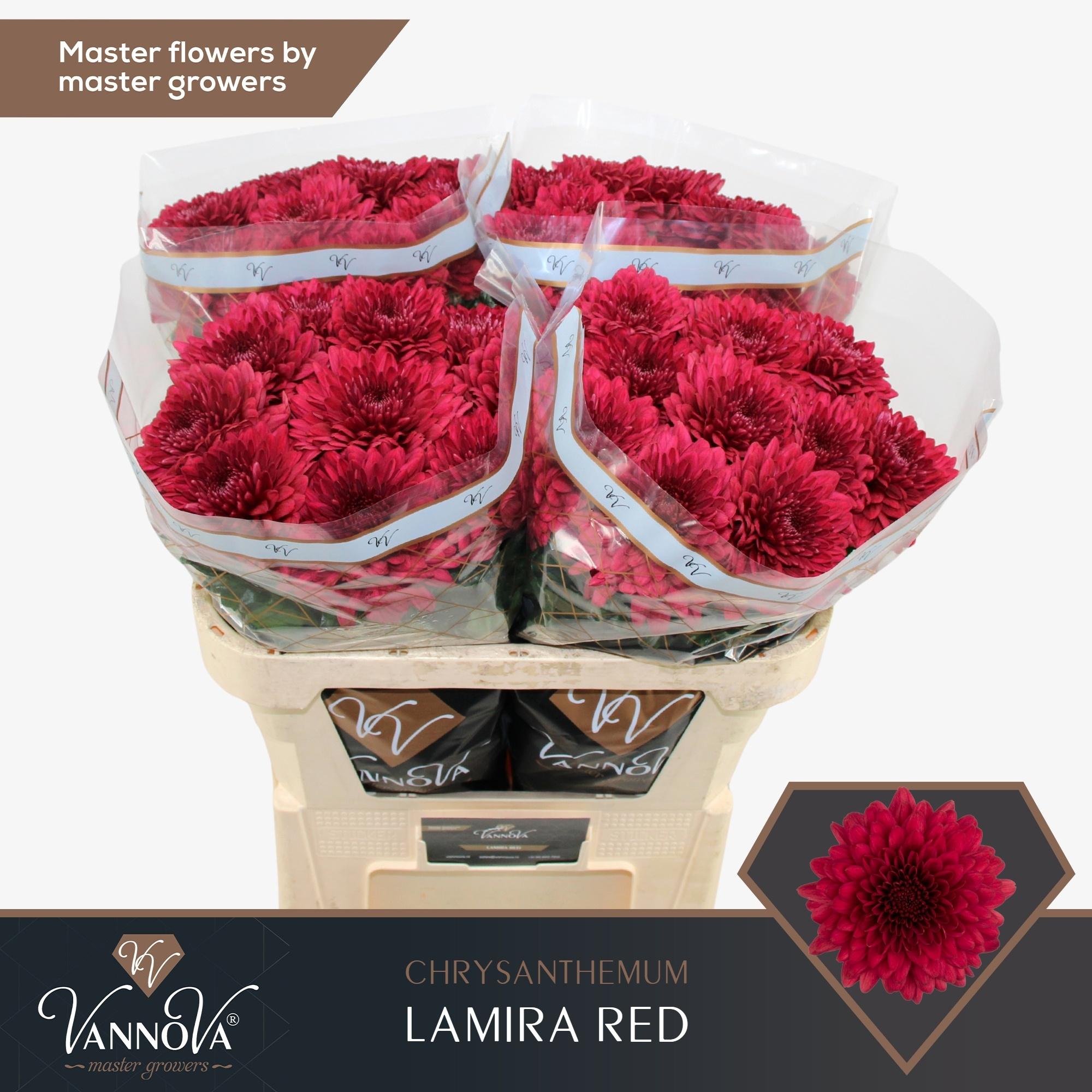 Chrysanth Single Lamira Red 70cm 80gr.