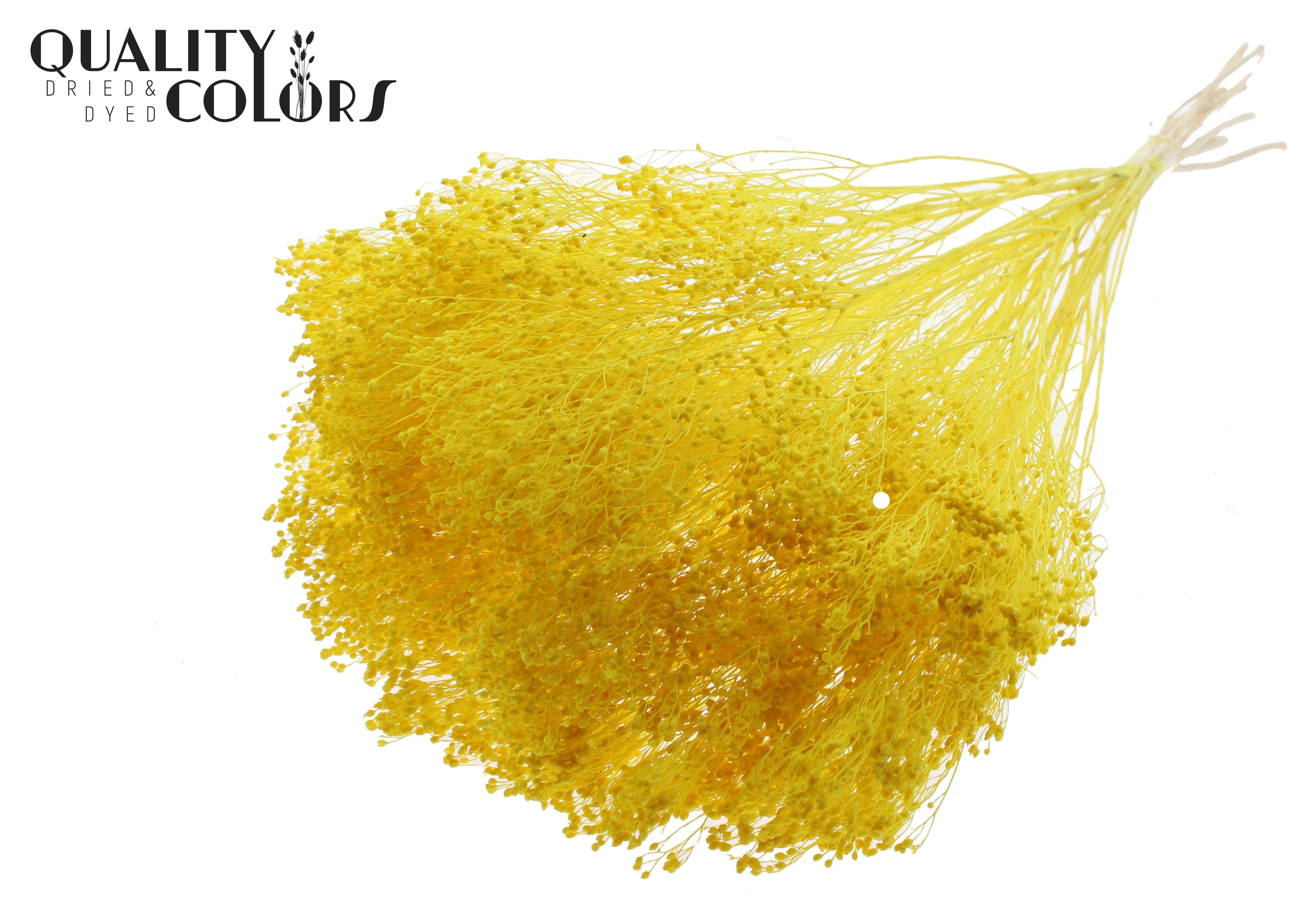 Broom Bloom Yellow Per Bunch 50cm