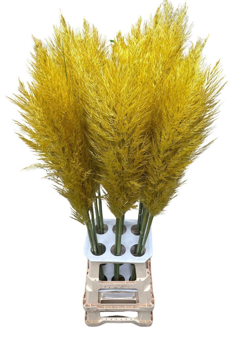 Cortaderia Opgetrokken Yellow Stem