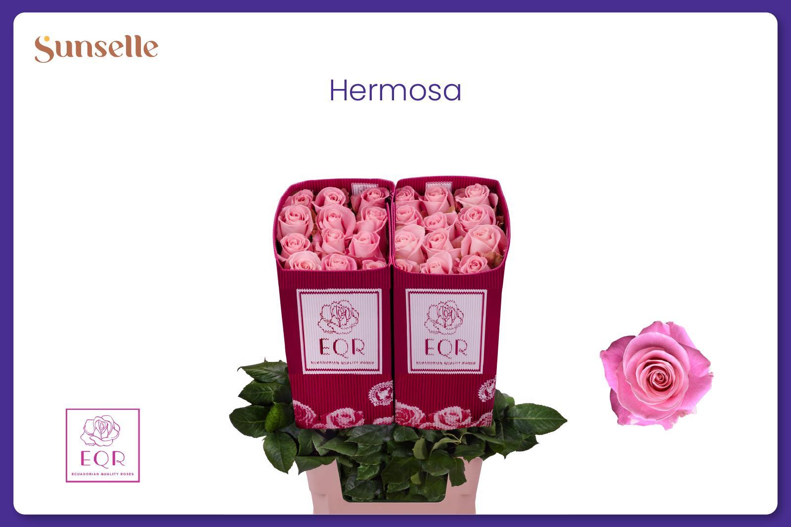 Rosa Hermosa 60cm