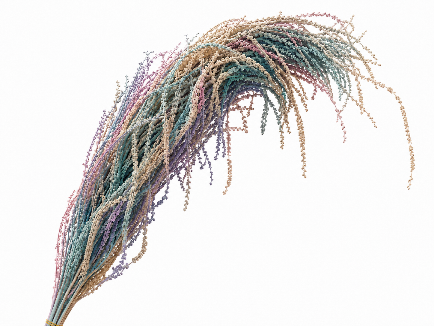 Dried Bleached Amaranthus Caudatus Lolita