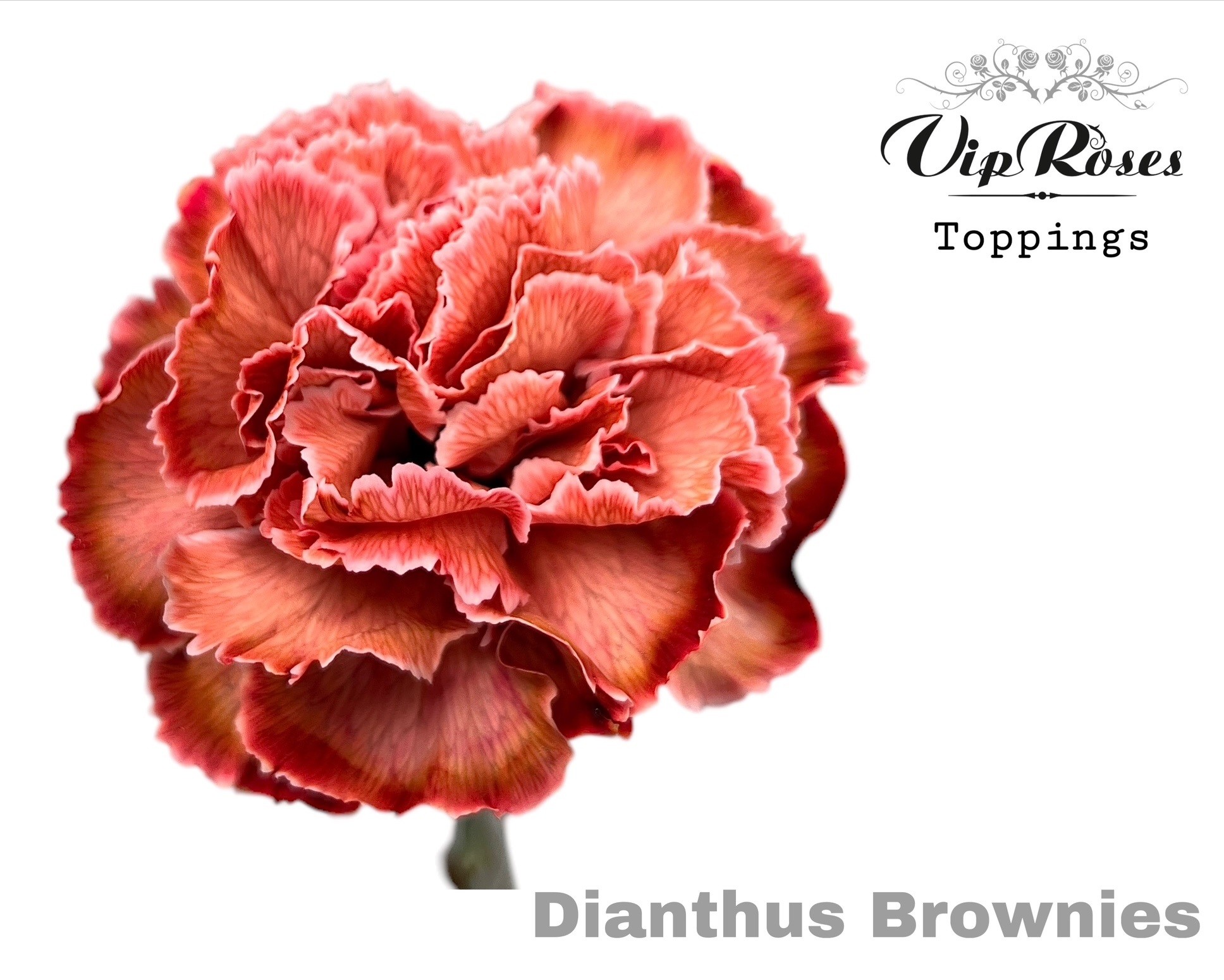 Dianthus Single Painted Brownies 60cm