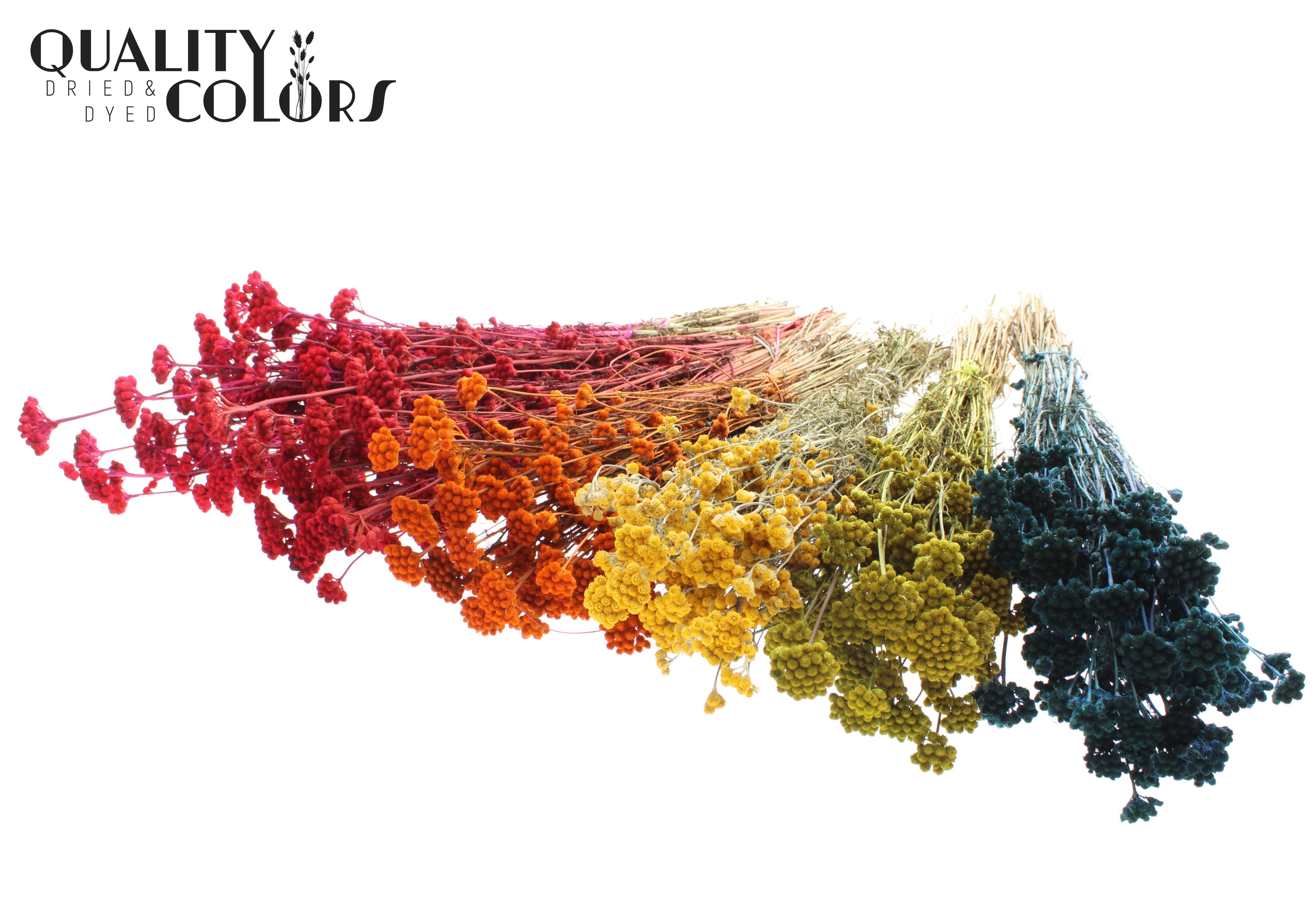 Lona Mix Per Bunch 50cm