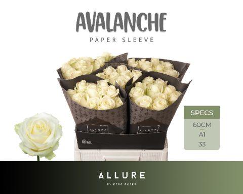 Rosa Avalanche 60cm