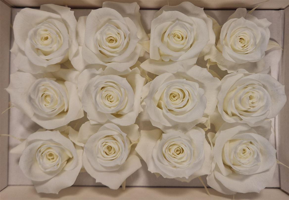 Ro Pres Mini Ivory