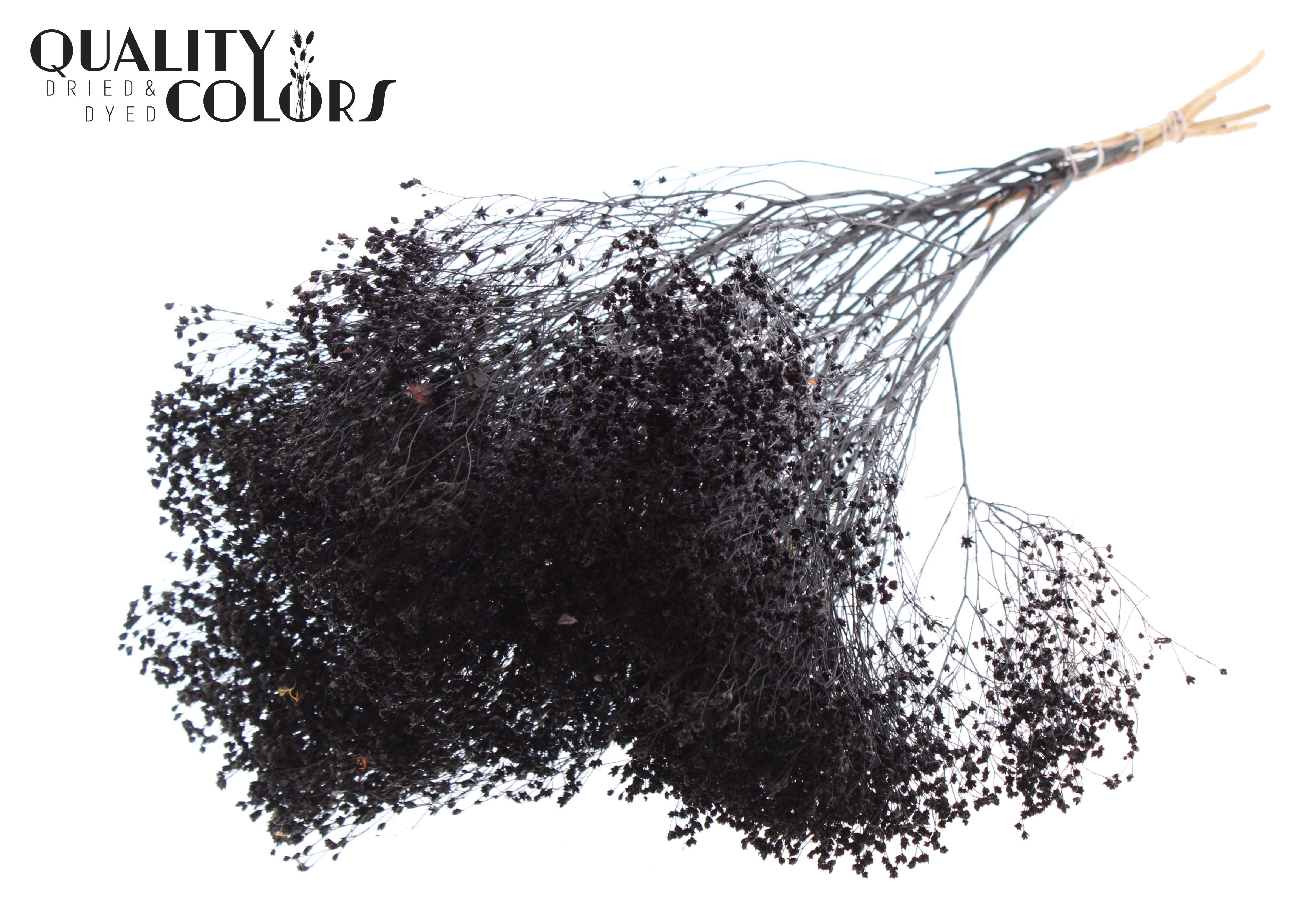 Broom Bloom Black Per Bunch 50cm