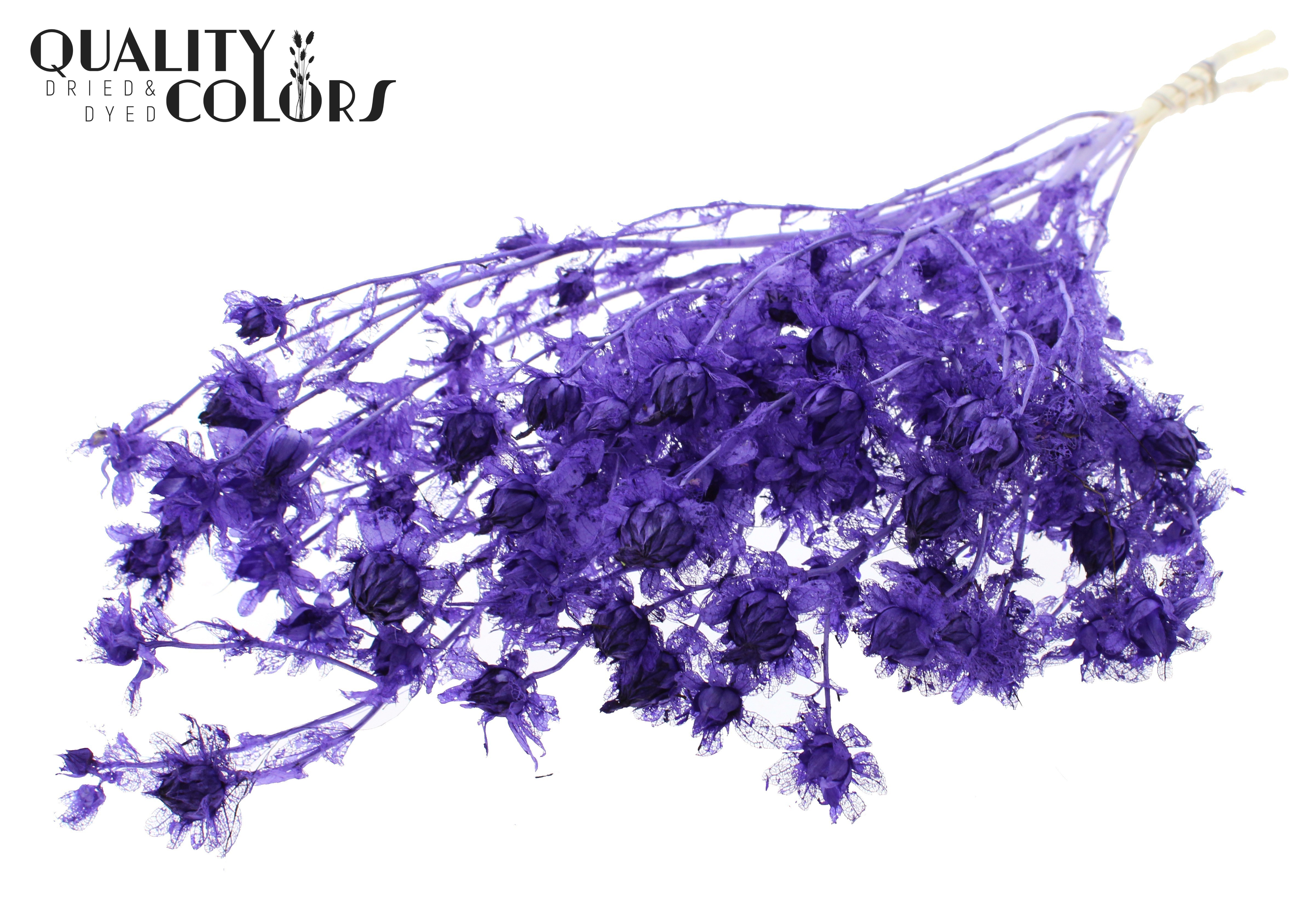 Carthamus Intense Purple Per Bunch 70cm