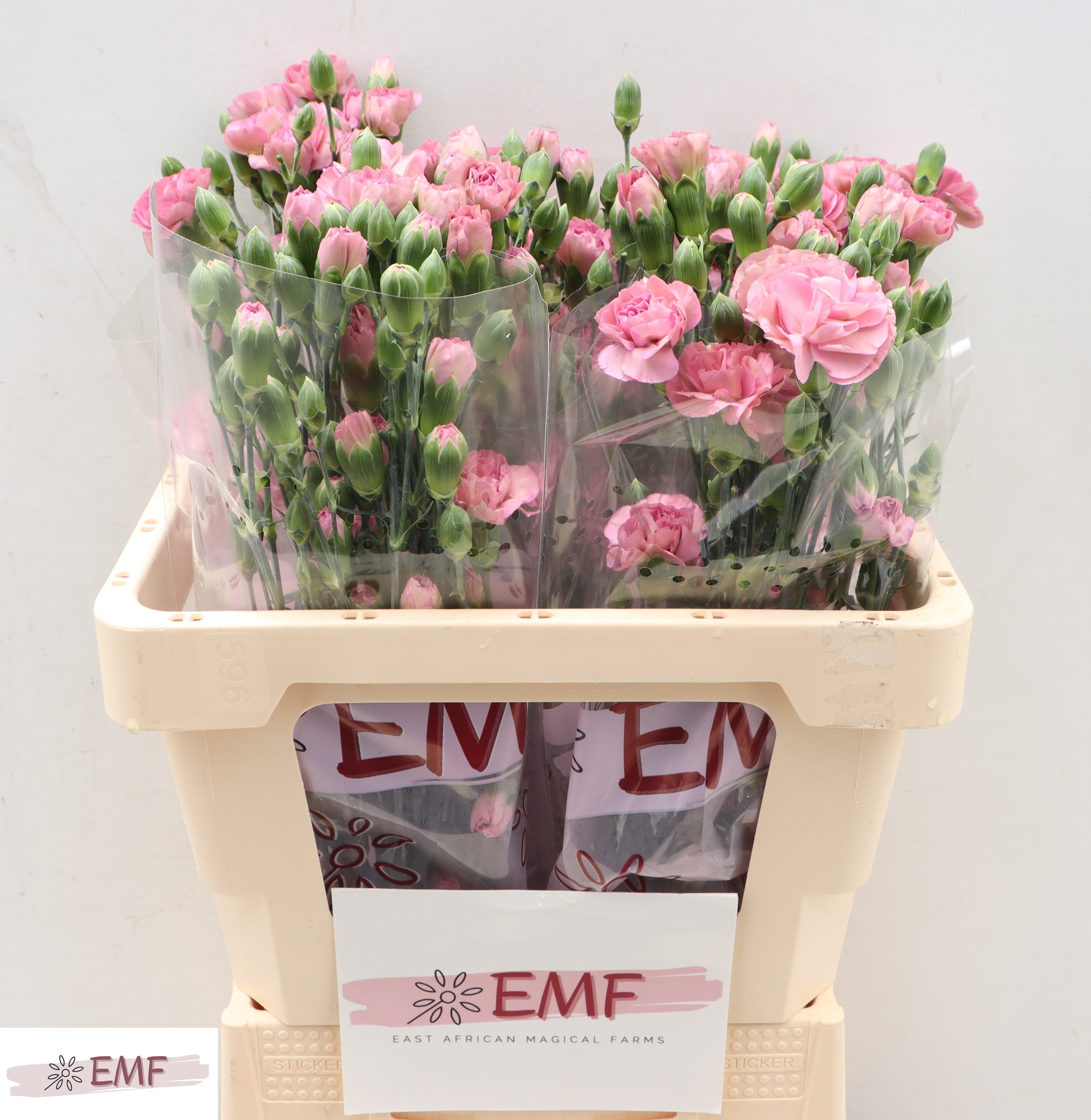 Dianthus Spray Mocha Sweet 55cm