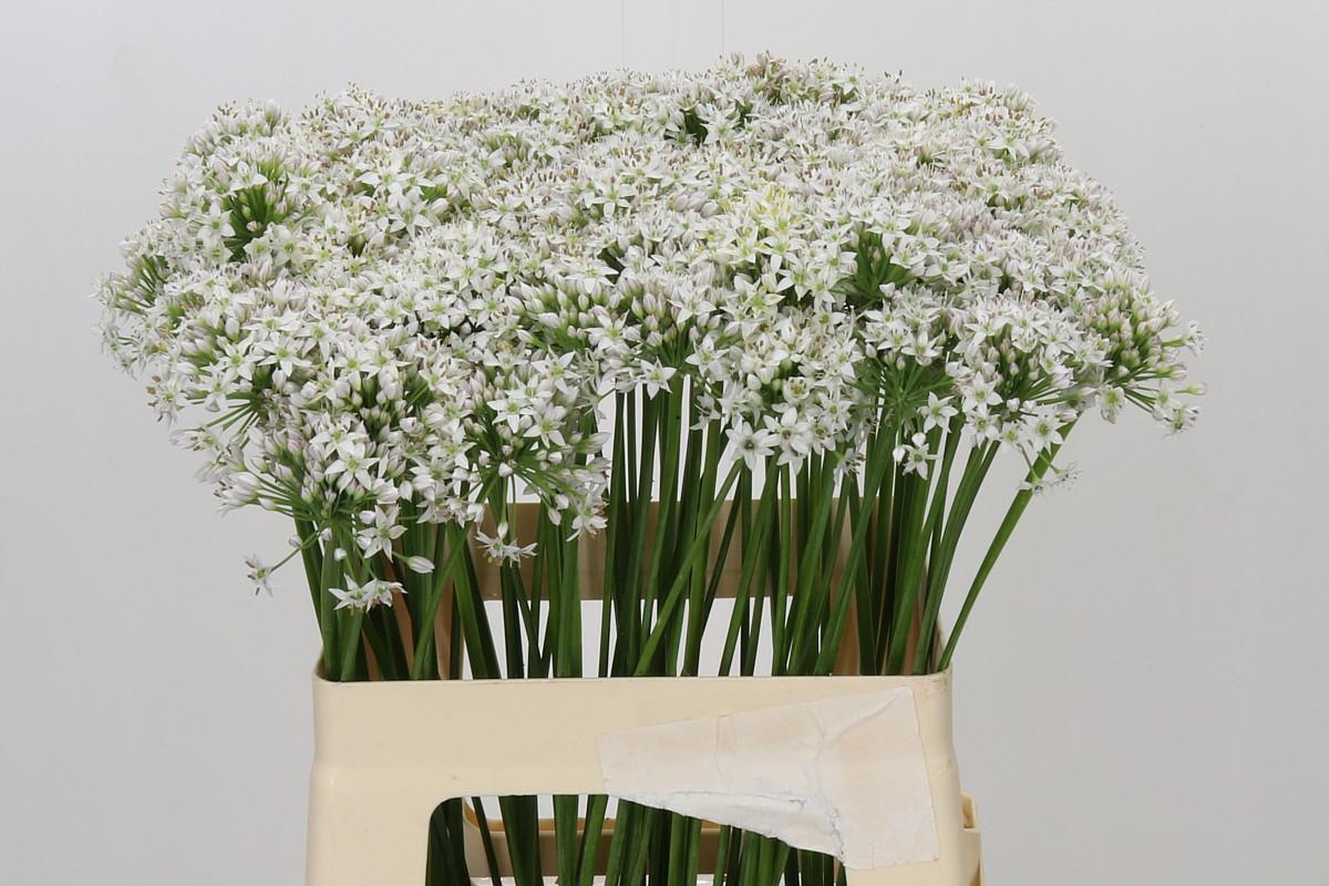 Allium Tuberosum