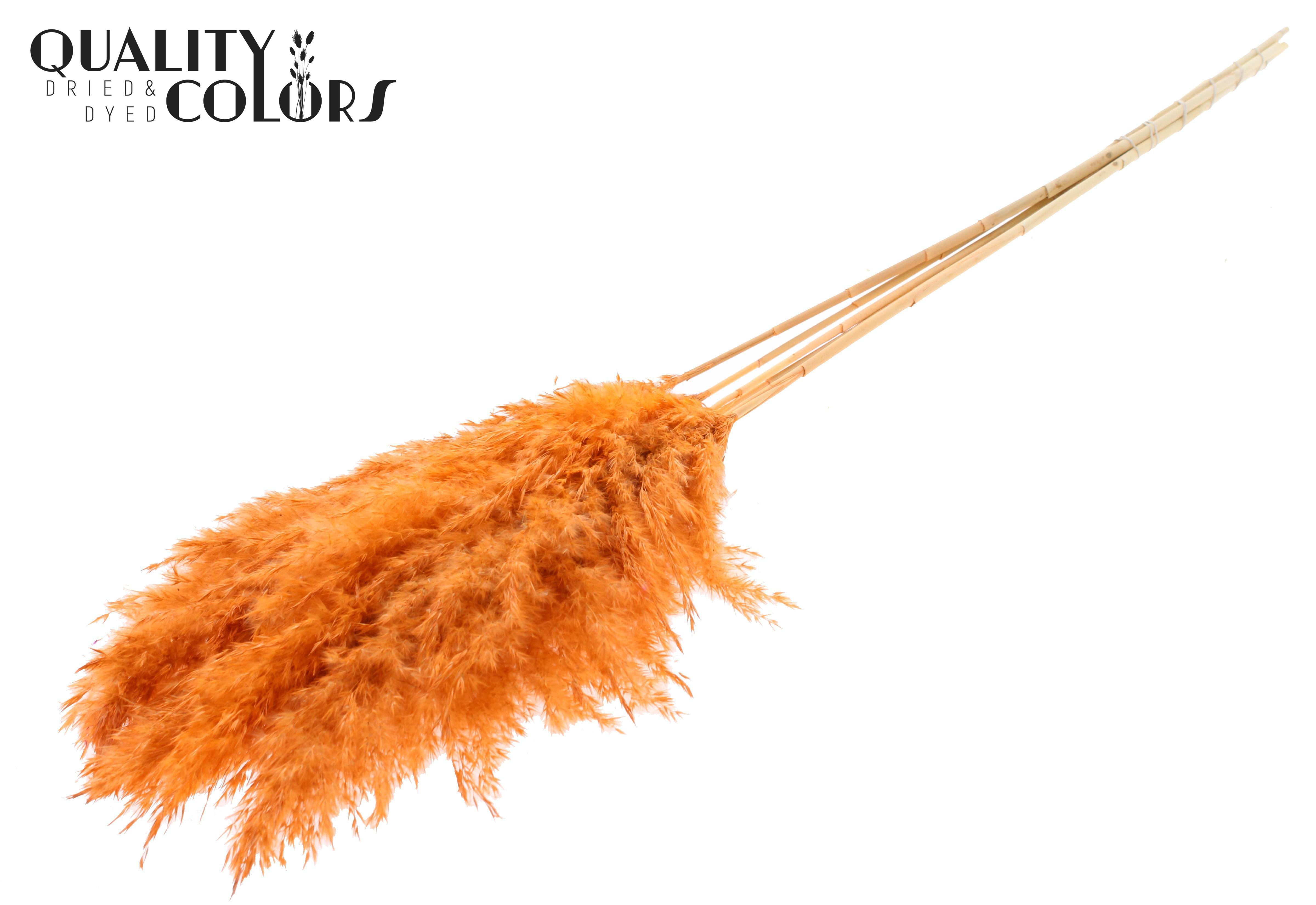Pampas Grass Frosted Salmon Per Bunch 100cm