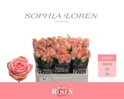 Rosa Sophia Loren 50cm
