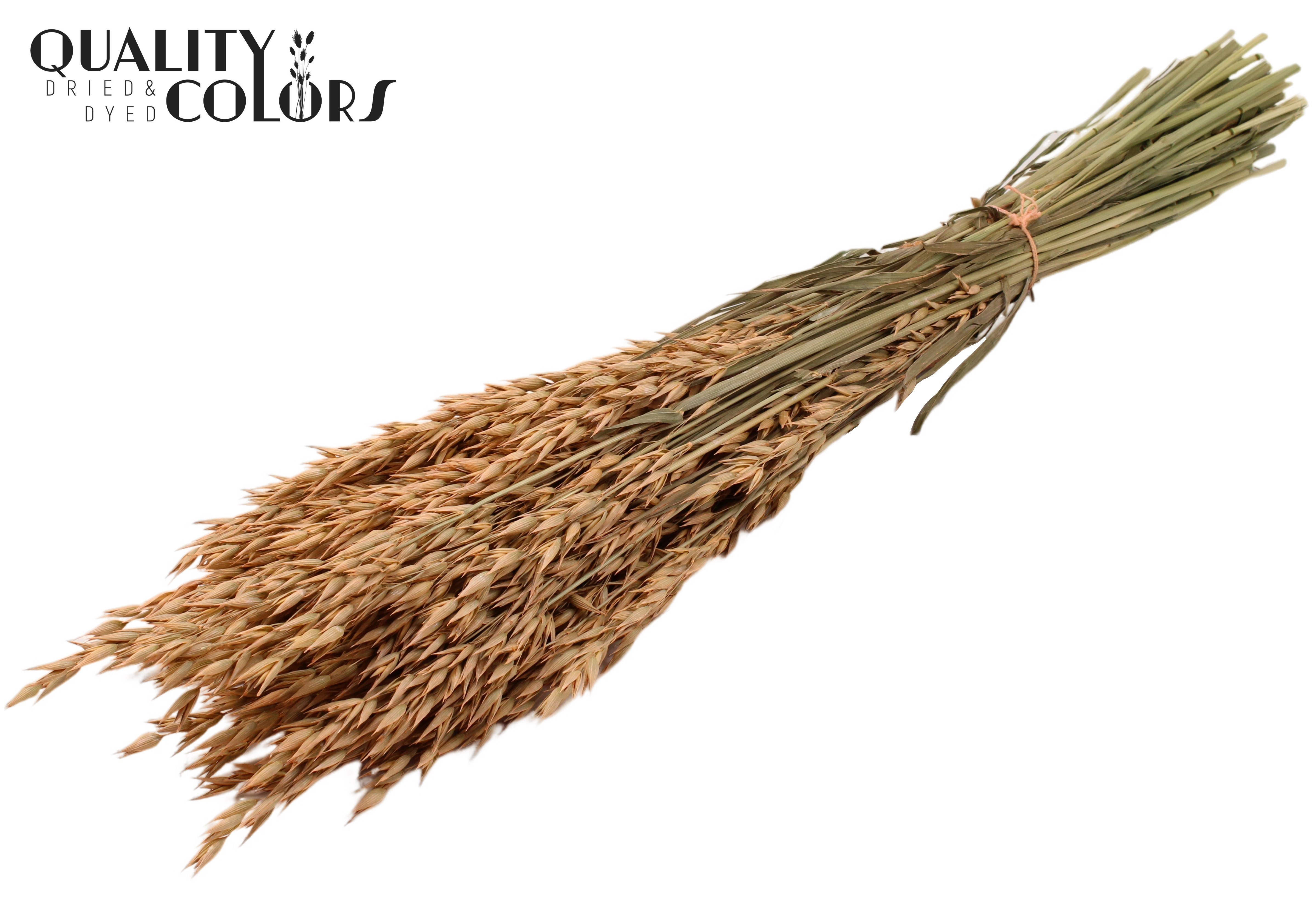 Avena Frosted Salmon Per Bunch 60cm