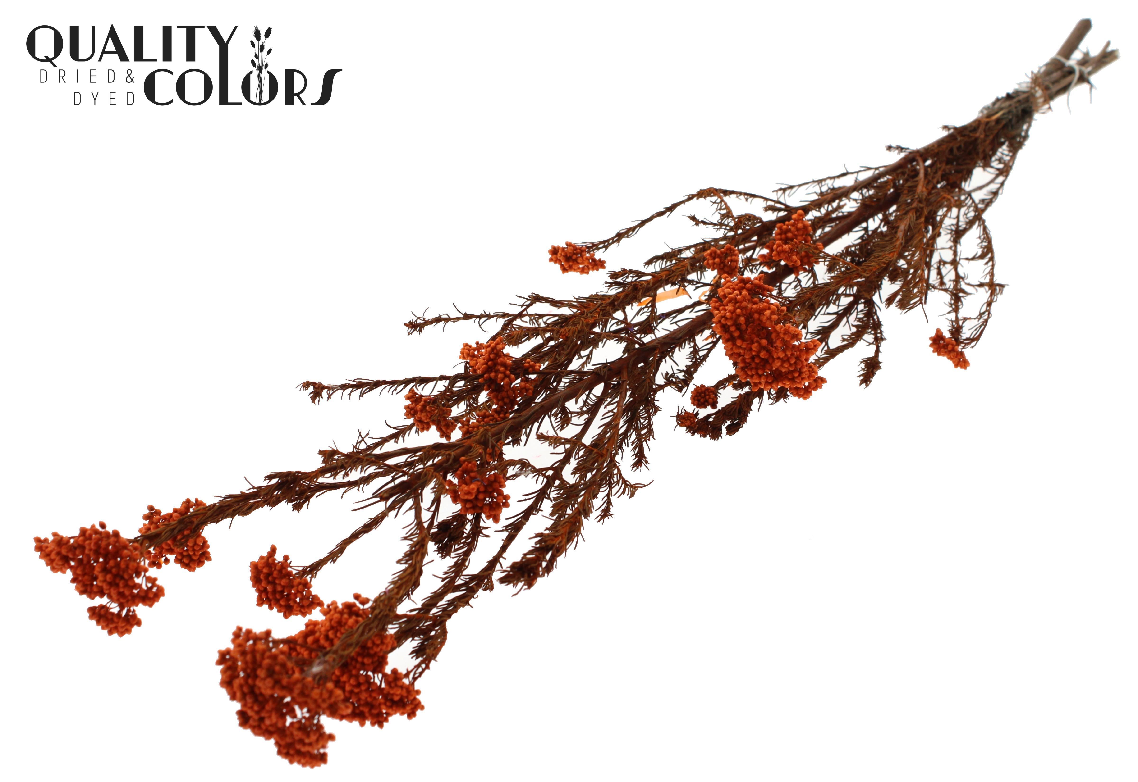 Ozothamnus Orange Per Bunch 70cm