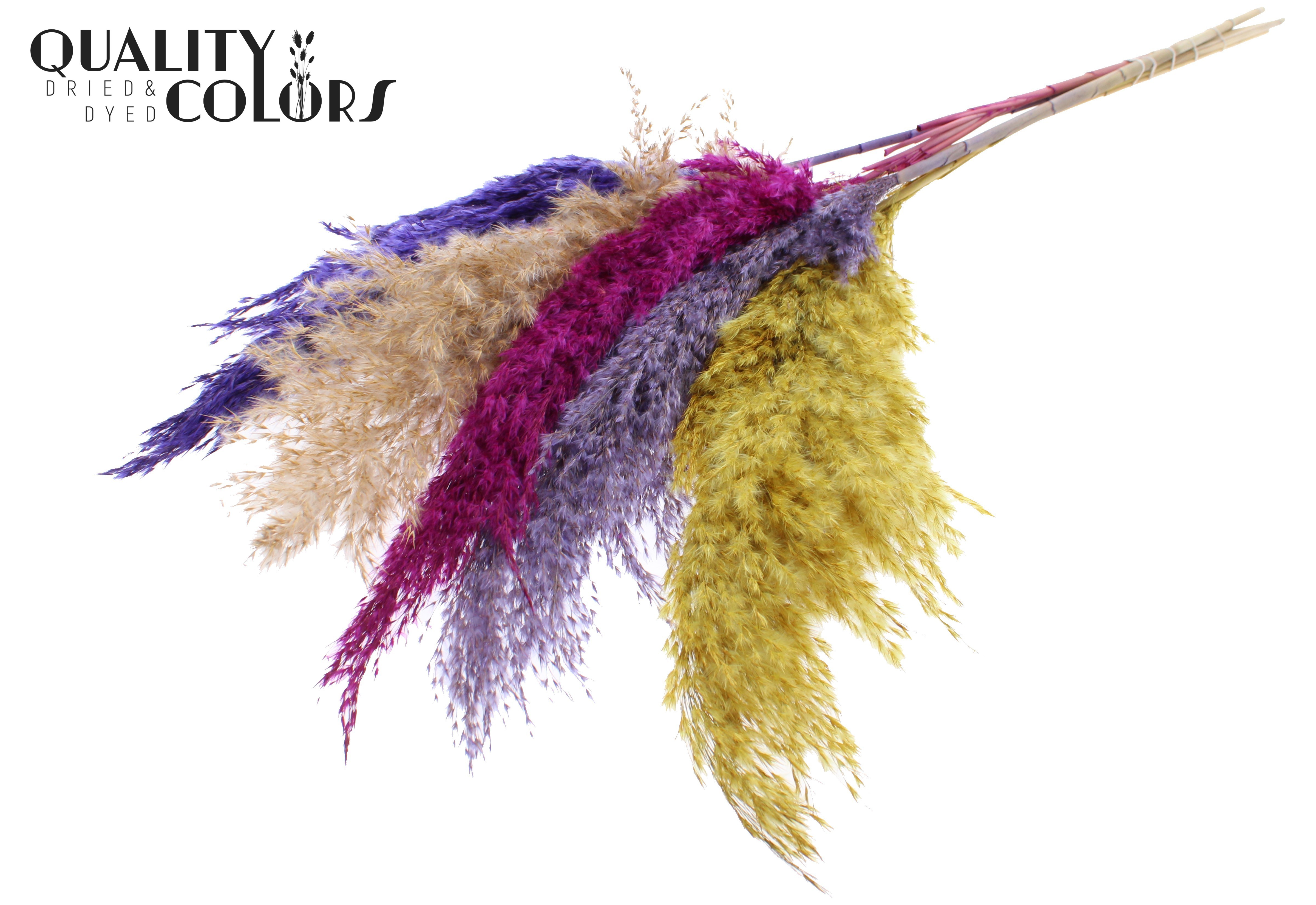 Pampas Grass Colourful 11 Per Bunch 100cm