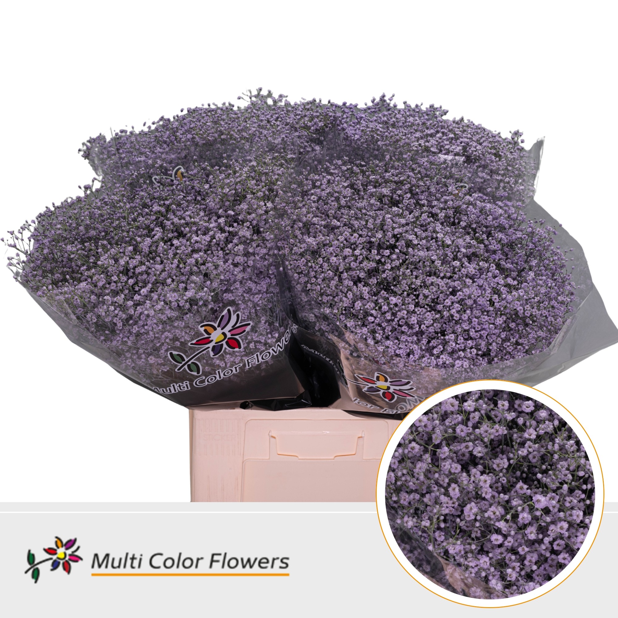 Gypsophila Painted Million Star Milka 70cm
