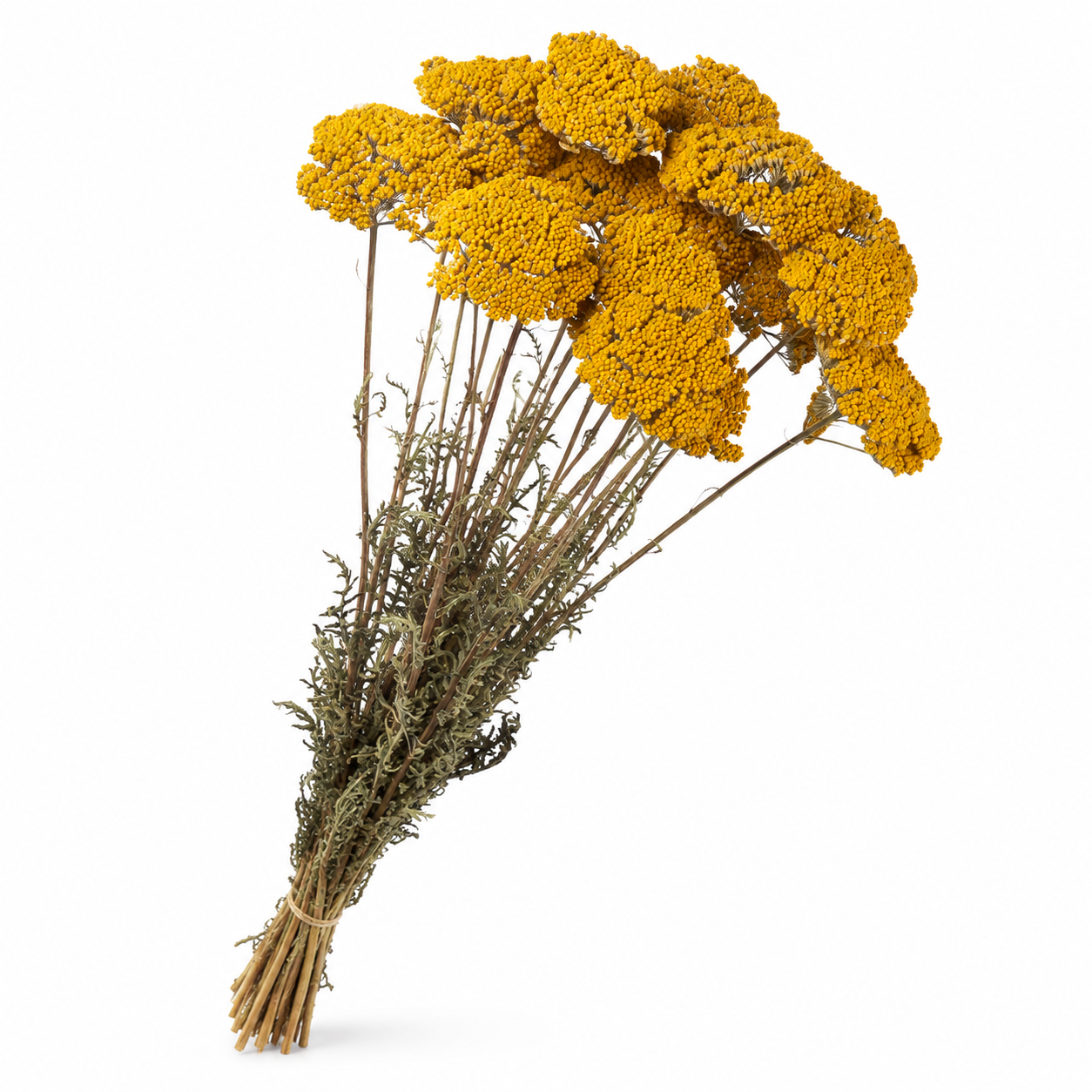 Dried Achillea Parker