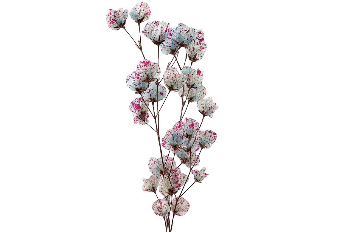 Dried Artz Bougainvillea Rubens Bunch