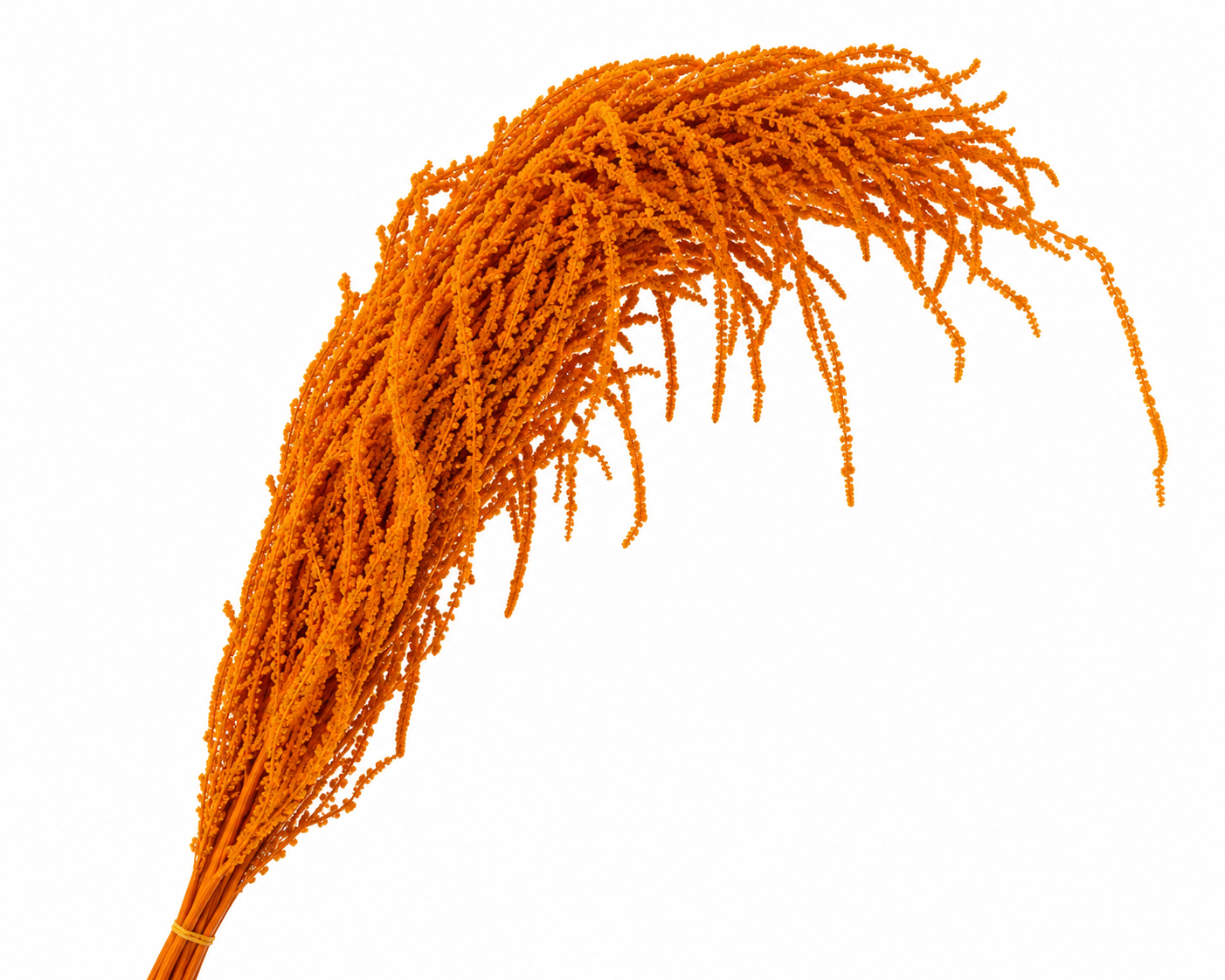 Dried Bleached Amaranthus Caudatus Orange