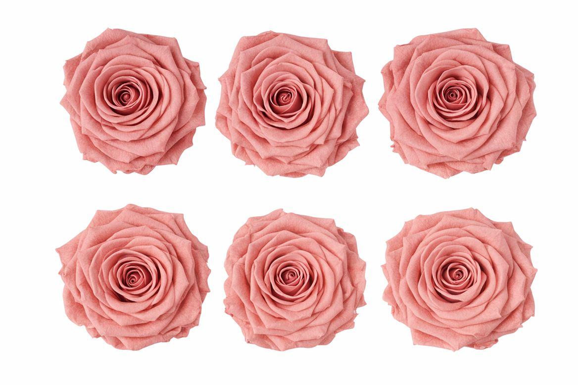 Ro Pres Classic Pink Dusty
