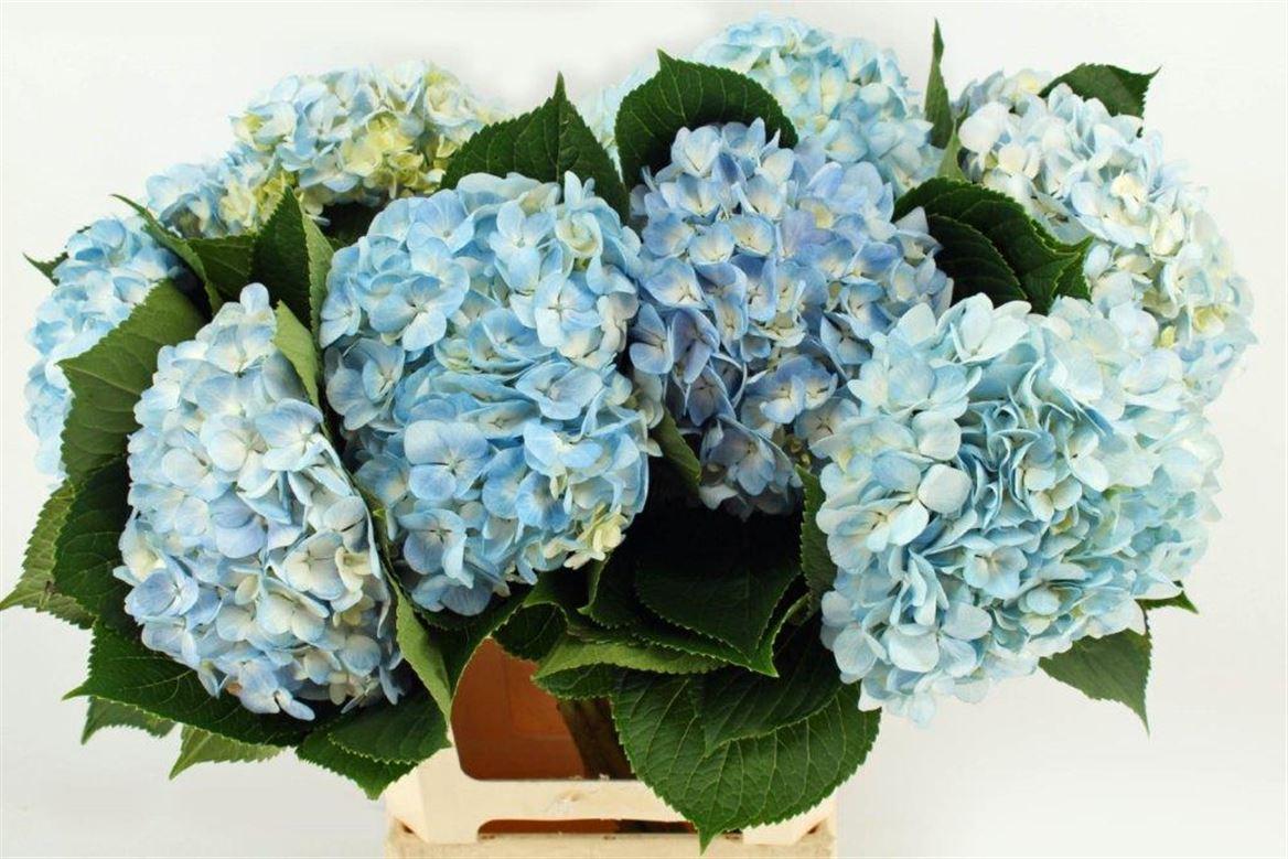 Hydr M Therese Blue 65cm