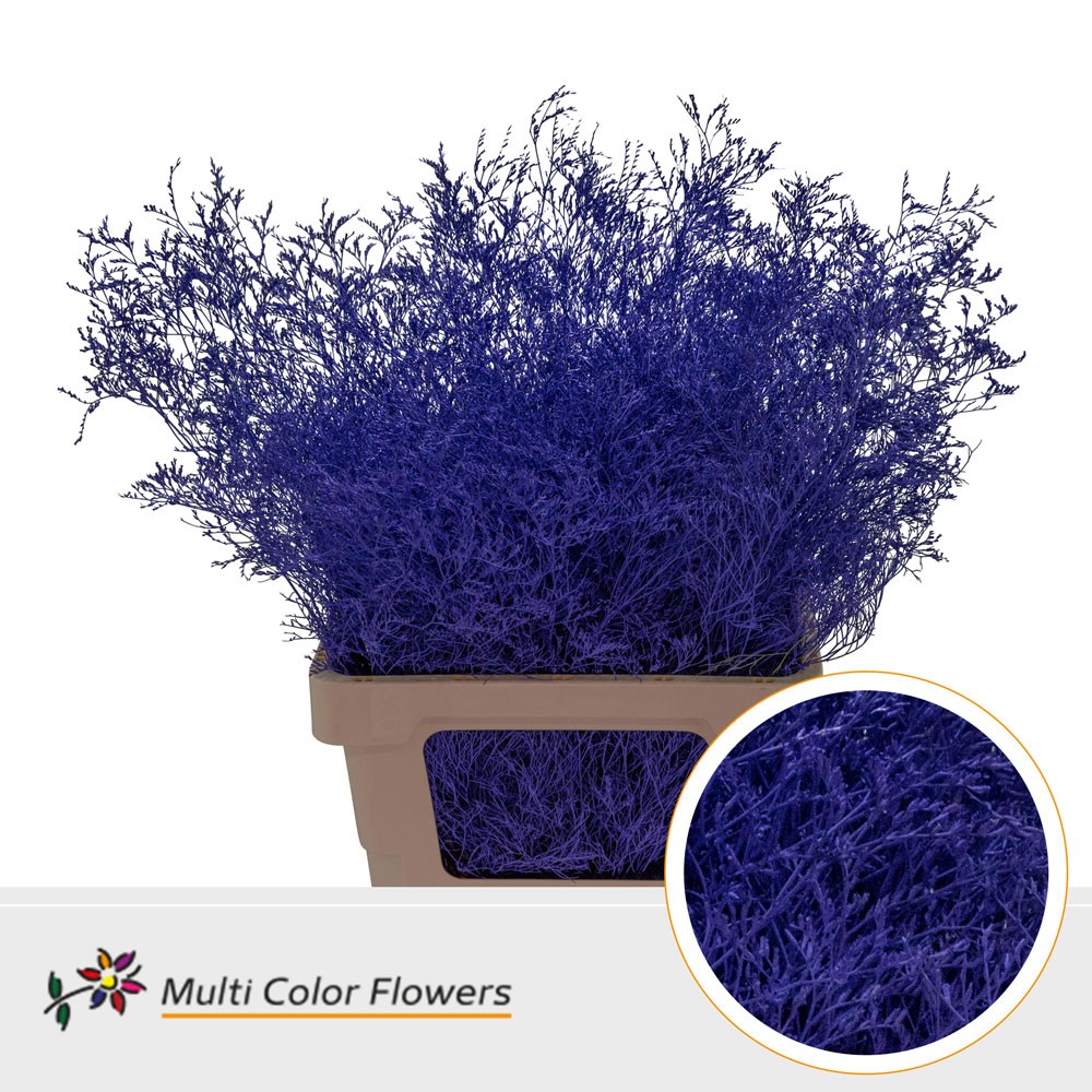 Limonium Beltlaard Violet Donker