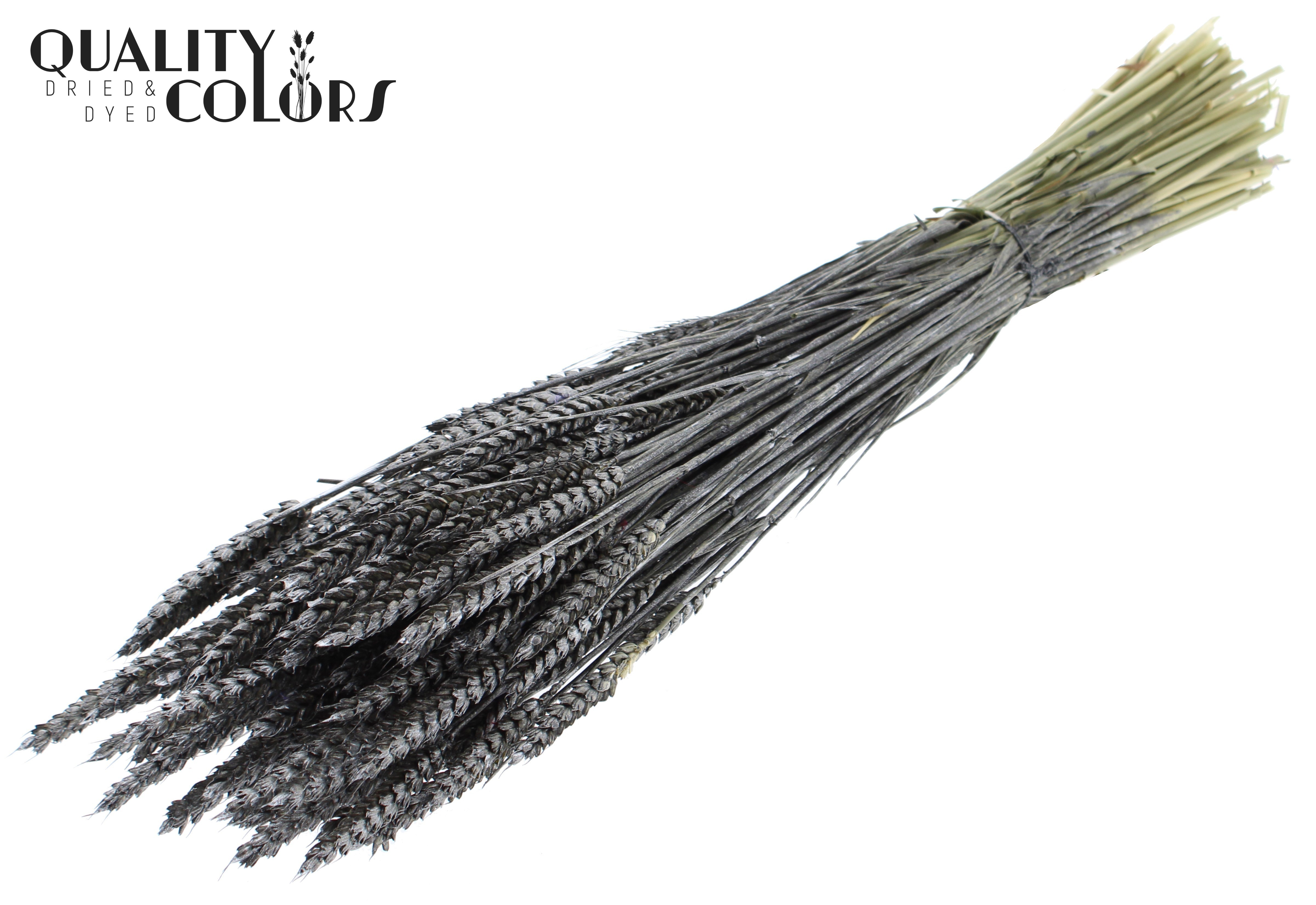 Triticum Metallic Graphite Per Bunch 60cm