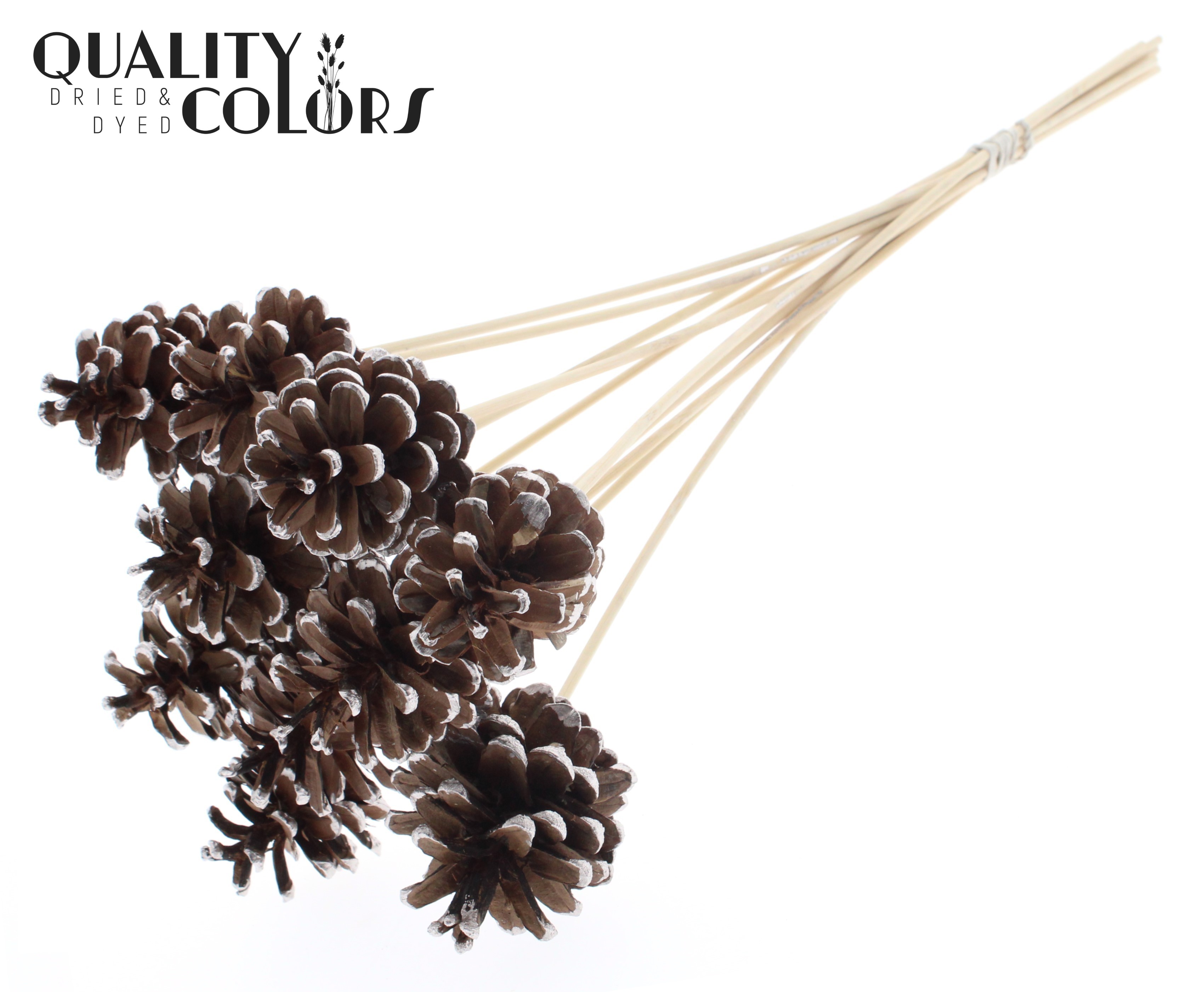 Pine Cone Champagne Tipped 50cm