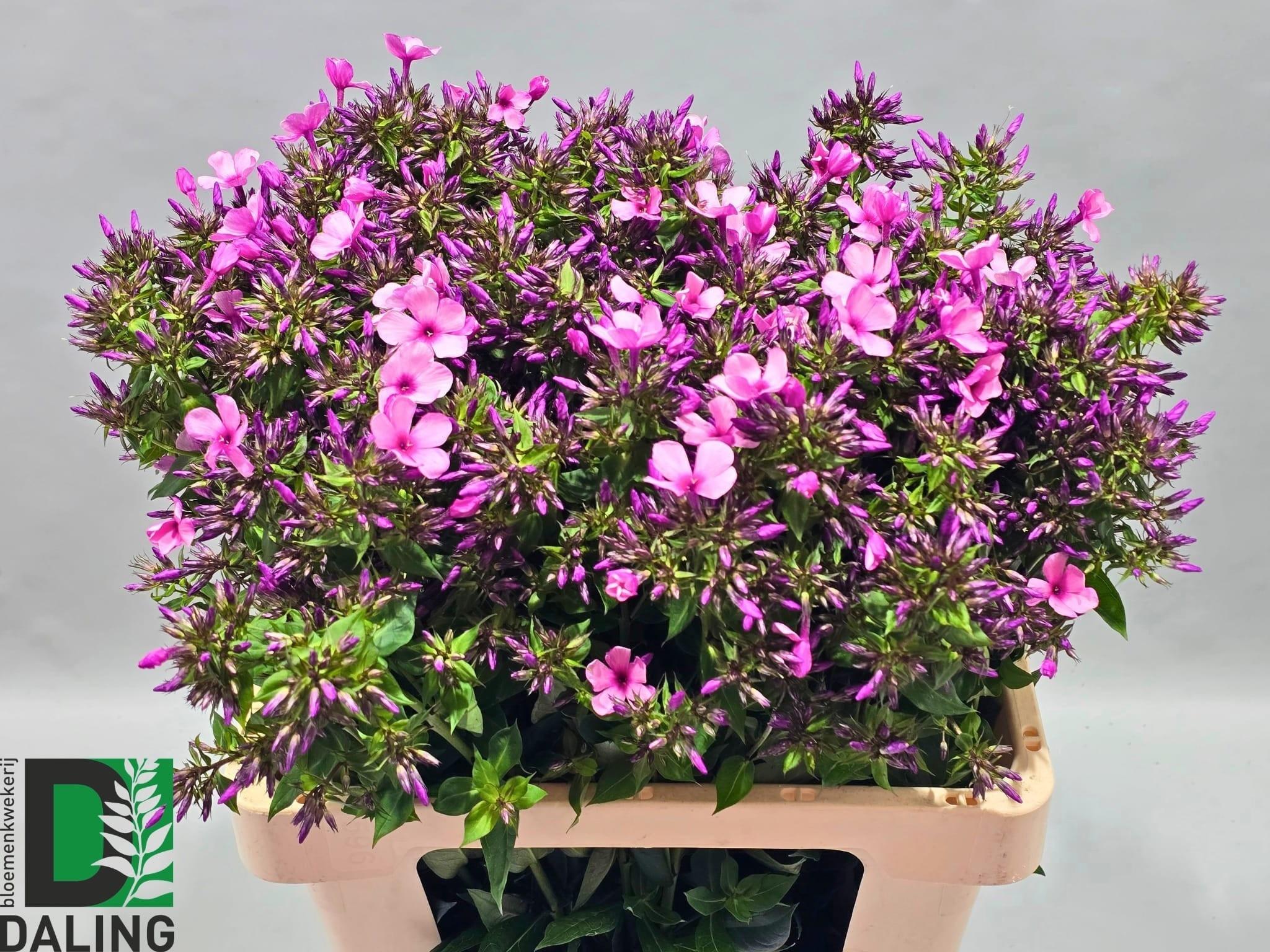 Phlox Paniculata Ov