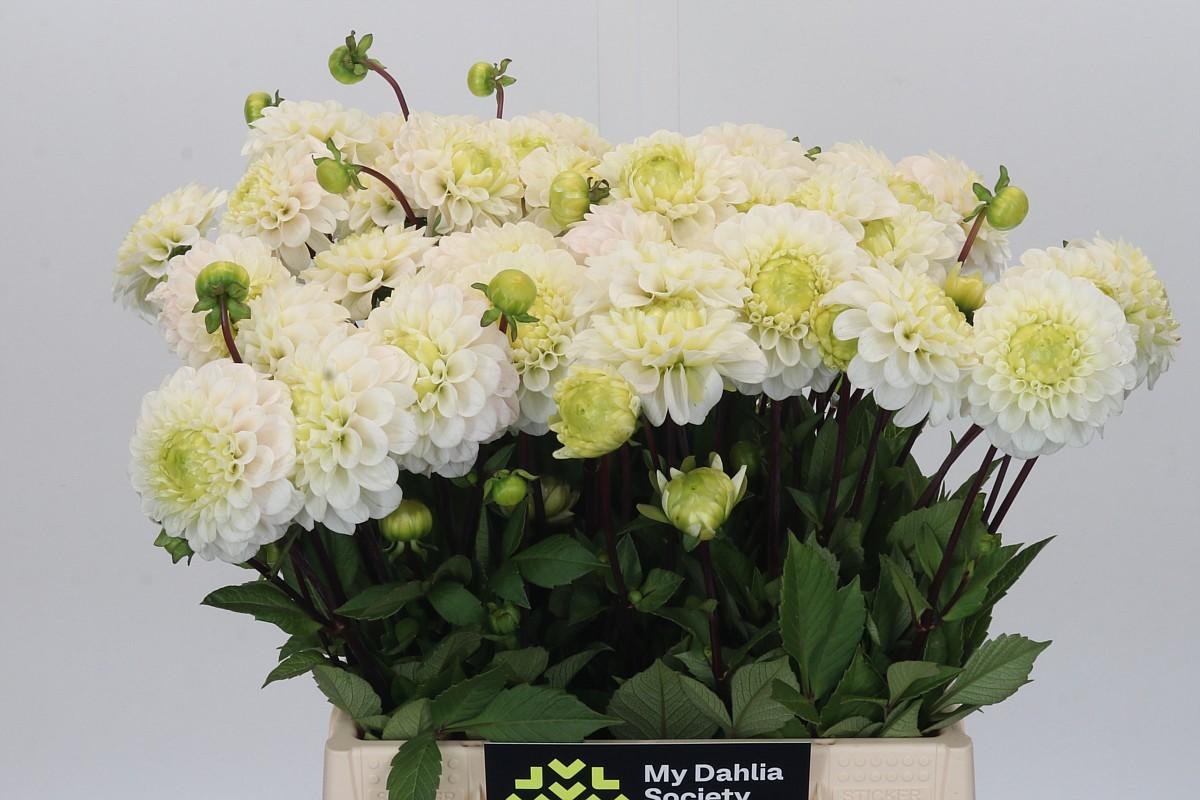 Dahlia Caro