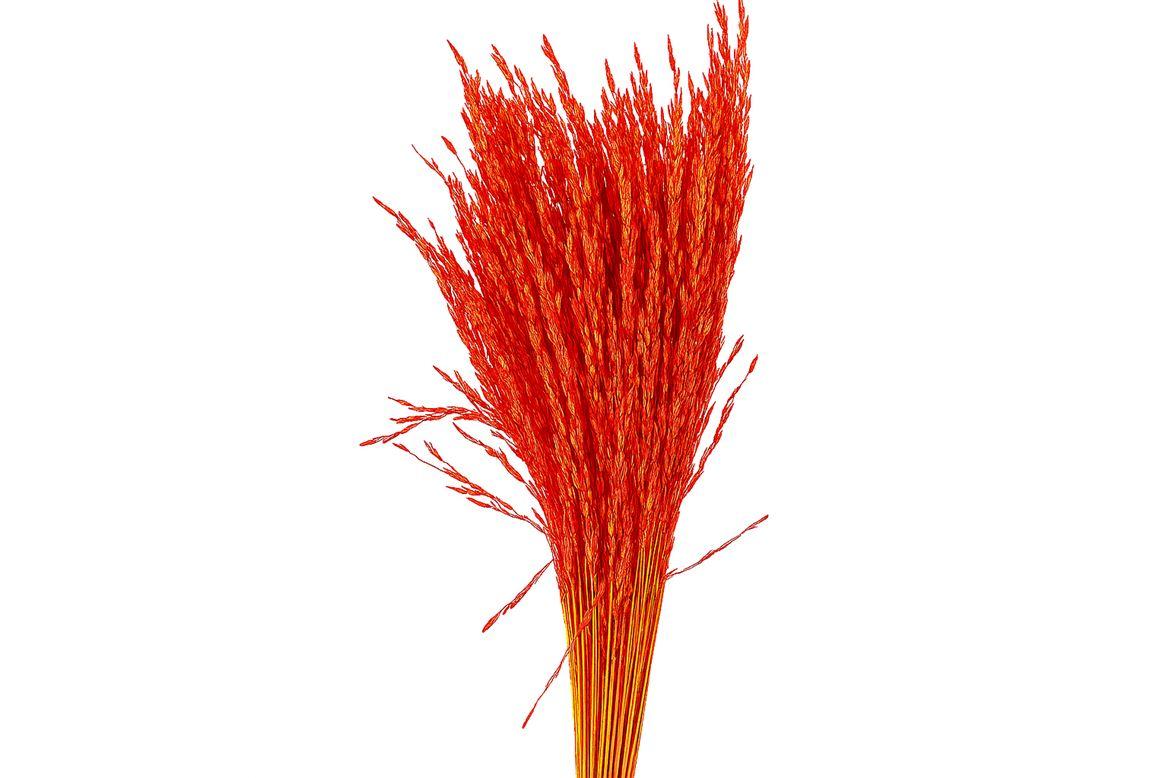 Dried Artz Rice Grass Picasso Bunch