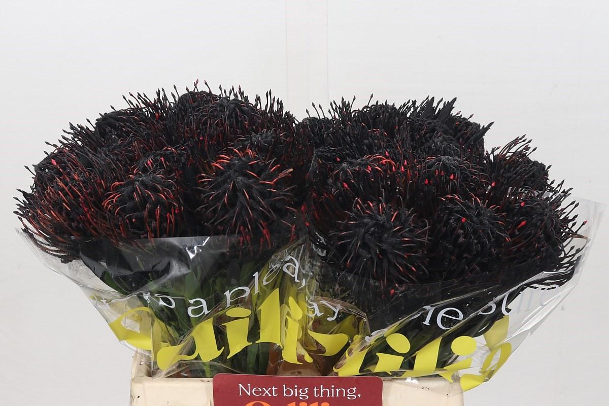 Nutans Painted Black
