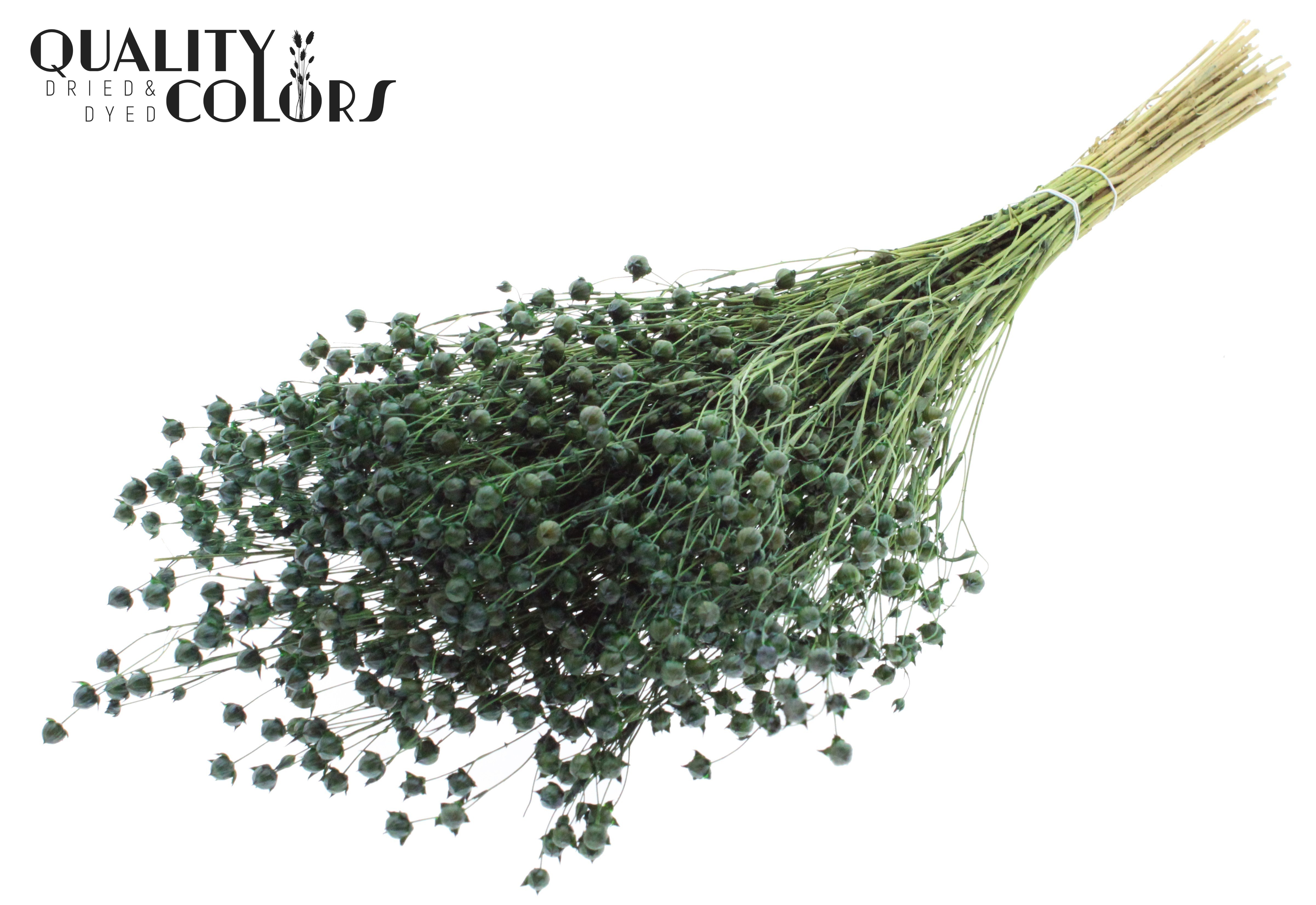 Lino Flax Light Green Per Bunch 50cm