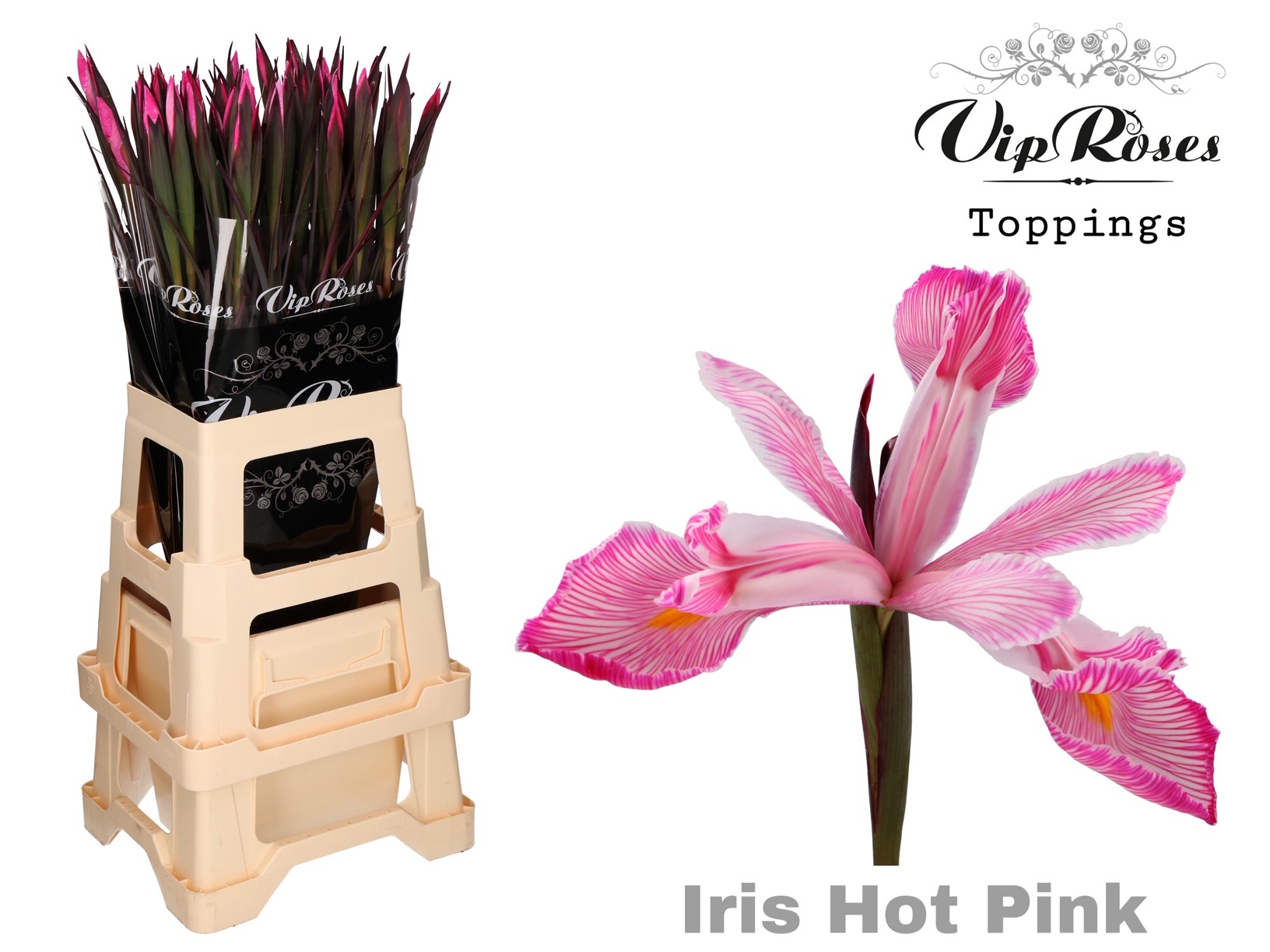 Iris Hot Pink 55 cm