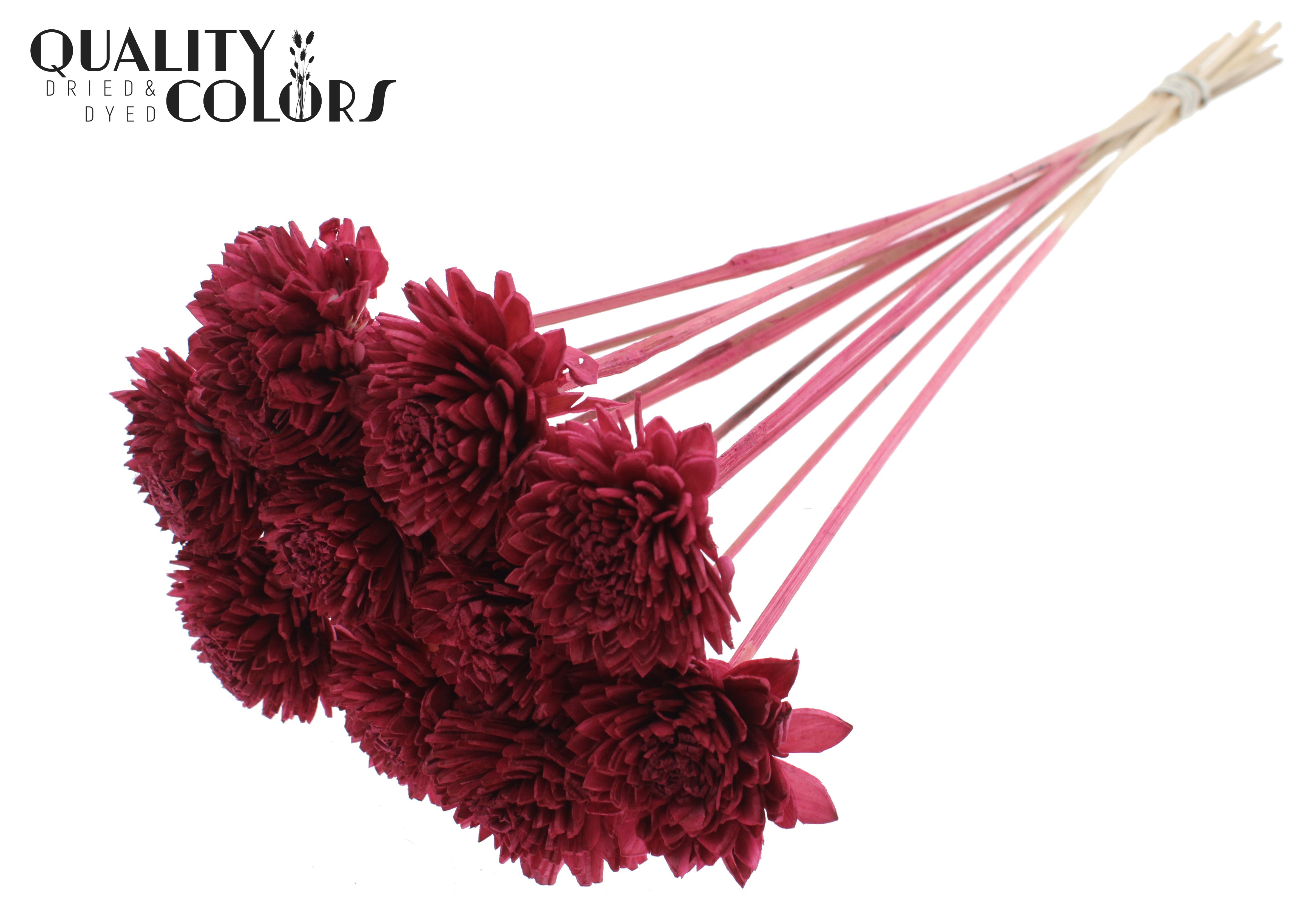 Shola Zinia Burgundy 50cm