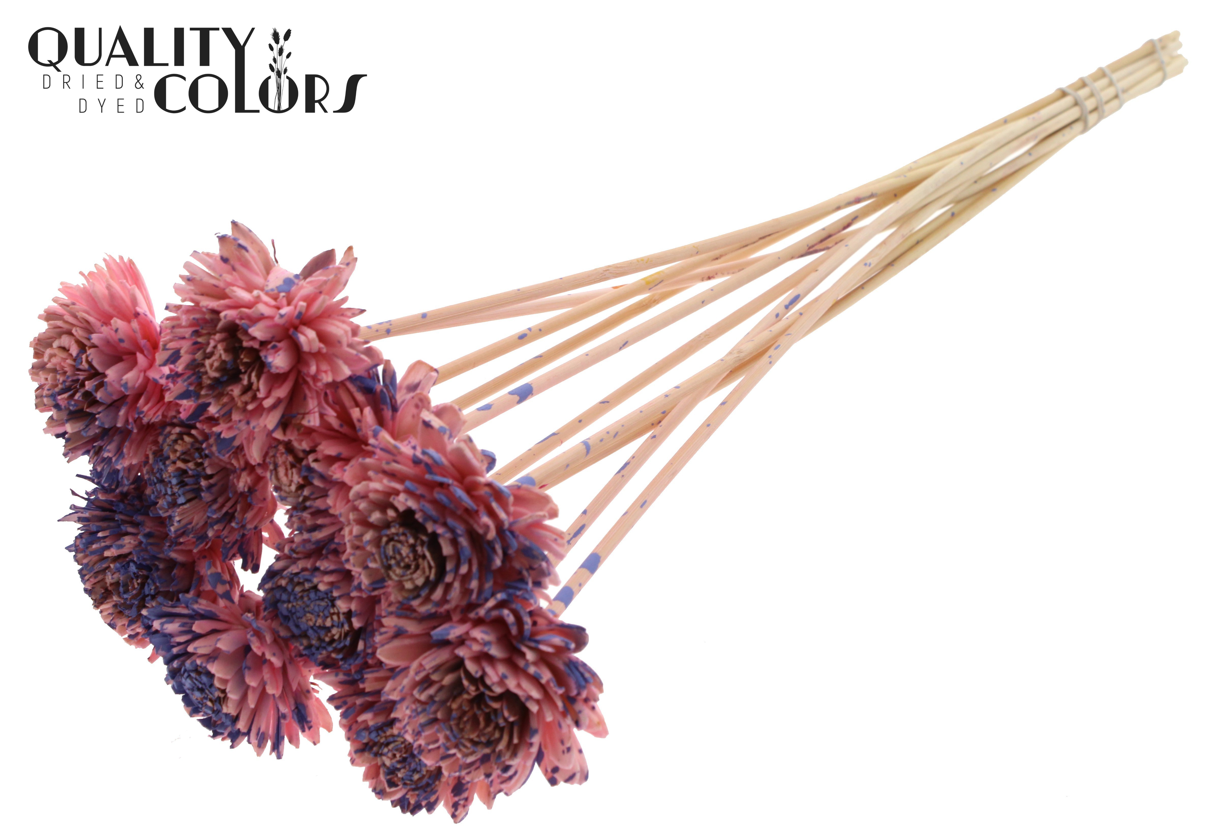 Shola Zinia Splashed Pink Milka 50cm