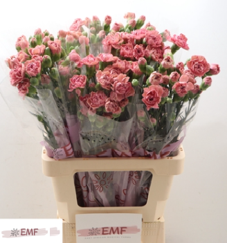 Di Tr Miss Rose