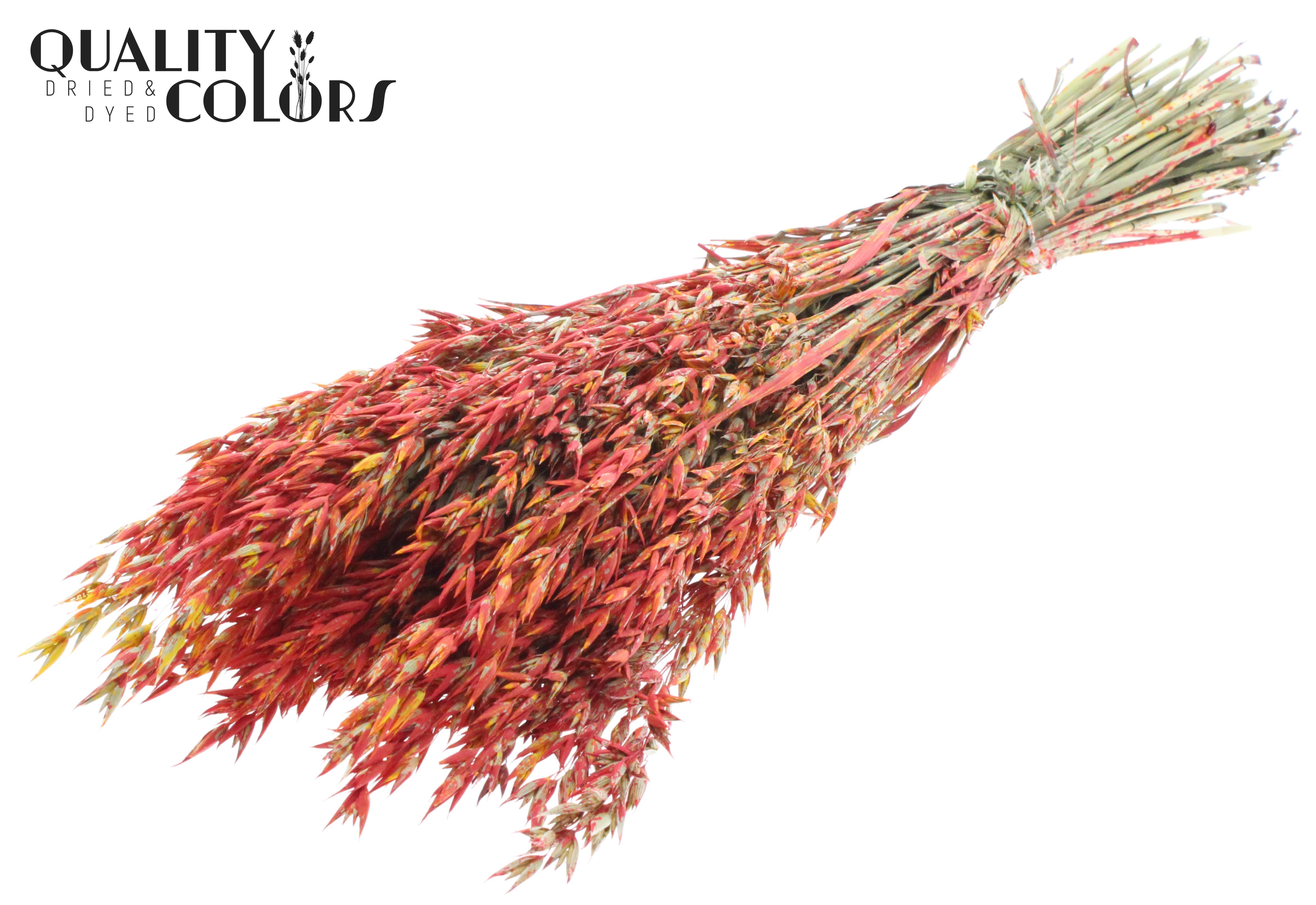 Avena Red Mix Per Bunch 60cm