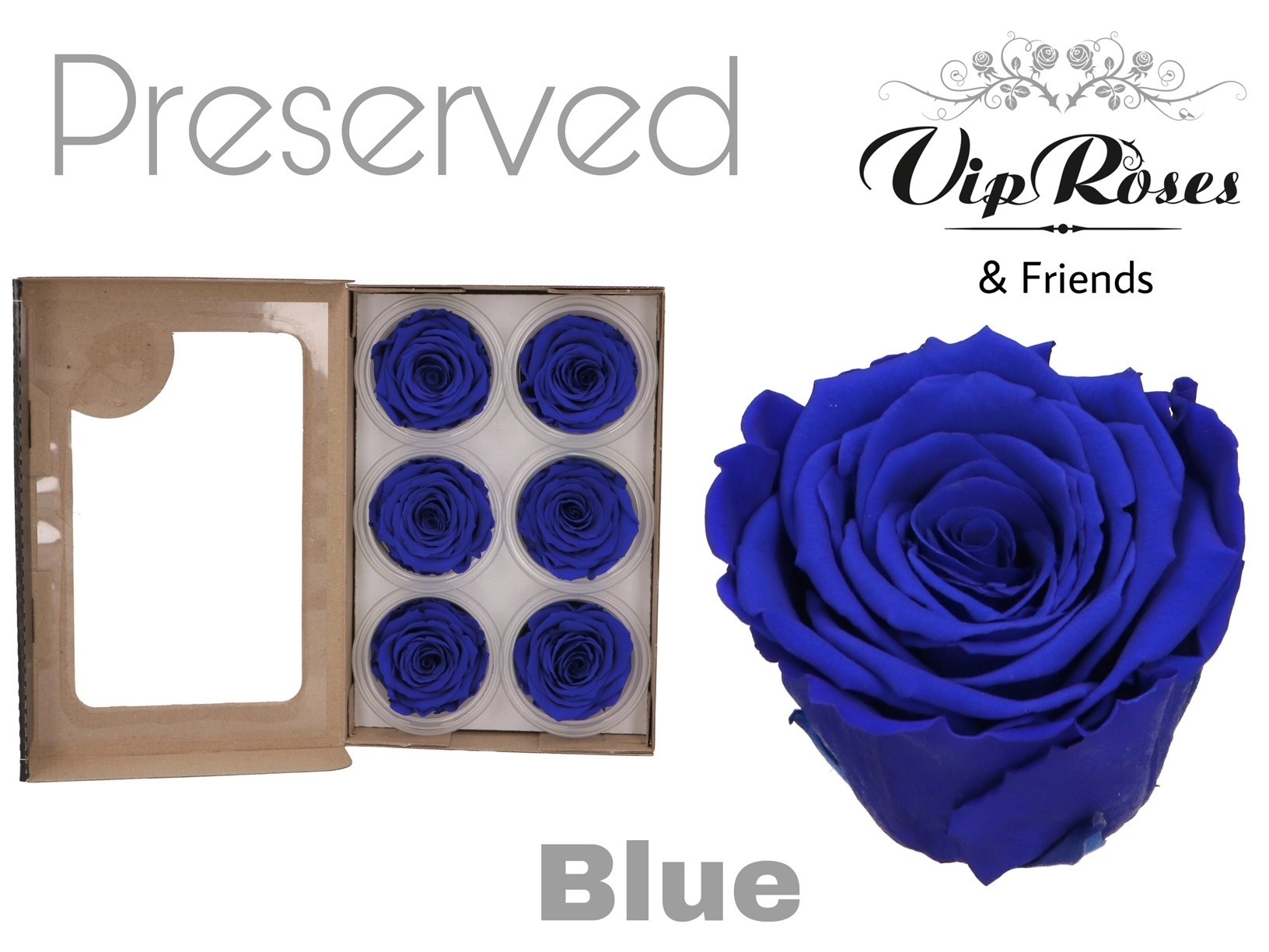 R Preserved Blue 5 cm