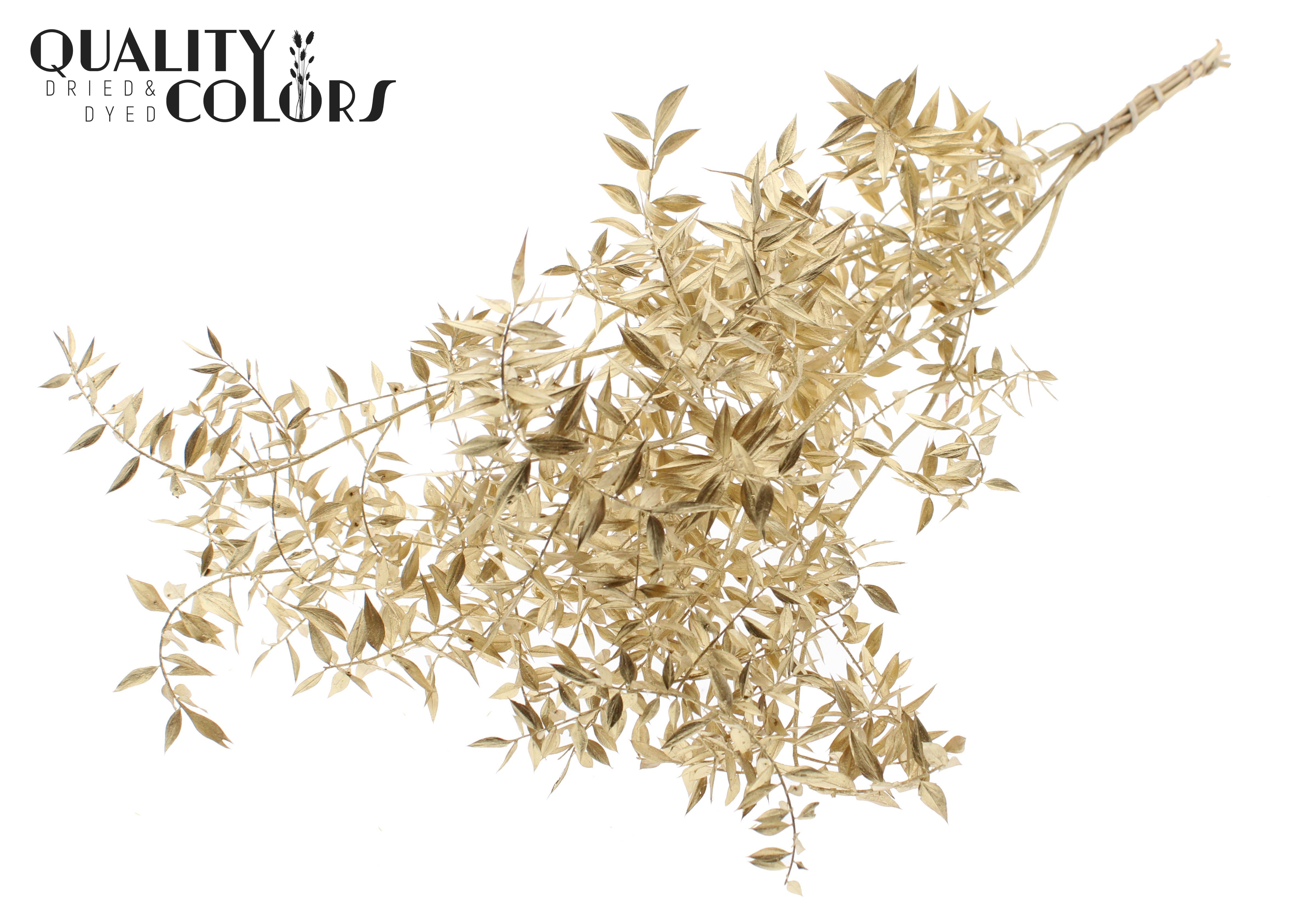 Ruscus Aculeatus Preserved Antique Gold Per Bunch 70cm 1st