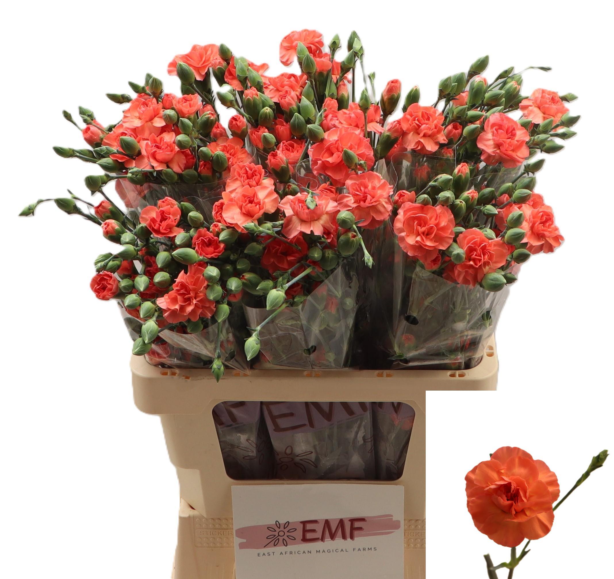 Di Tr Orange Amelie